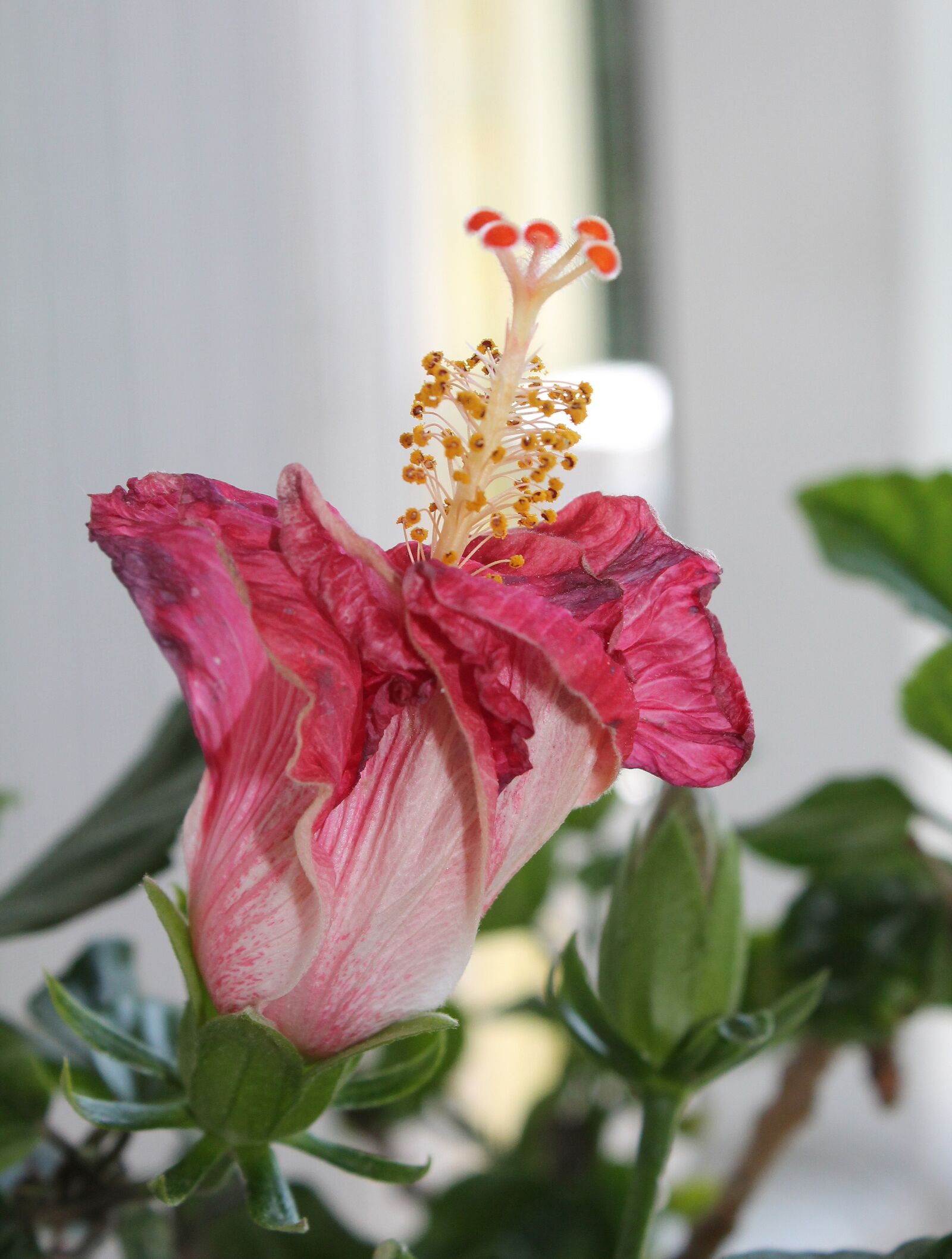 Canon EOS 1100D (EOS Rebel T3 / EOS Kiss X50) sample photo. Hyacinth, flower, bloom photography
