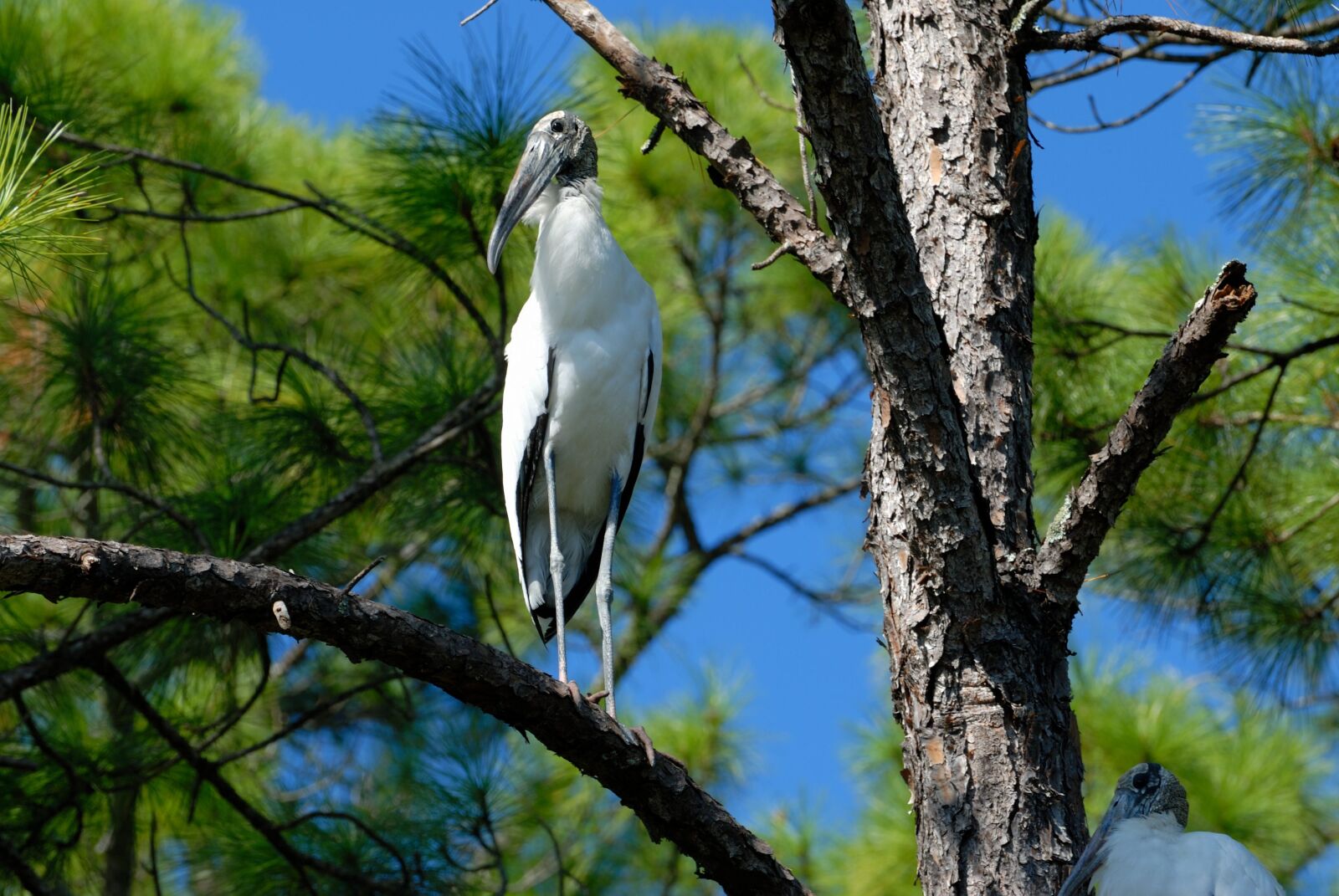 Nikon D200 sample photo. Wood stork, stork, bird photography