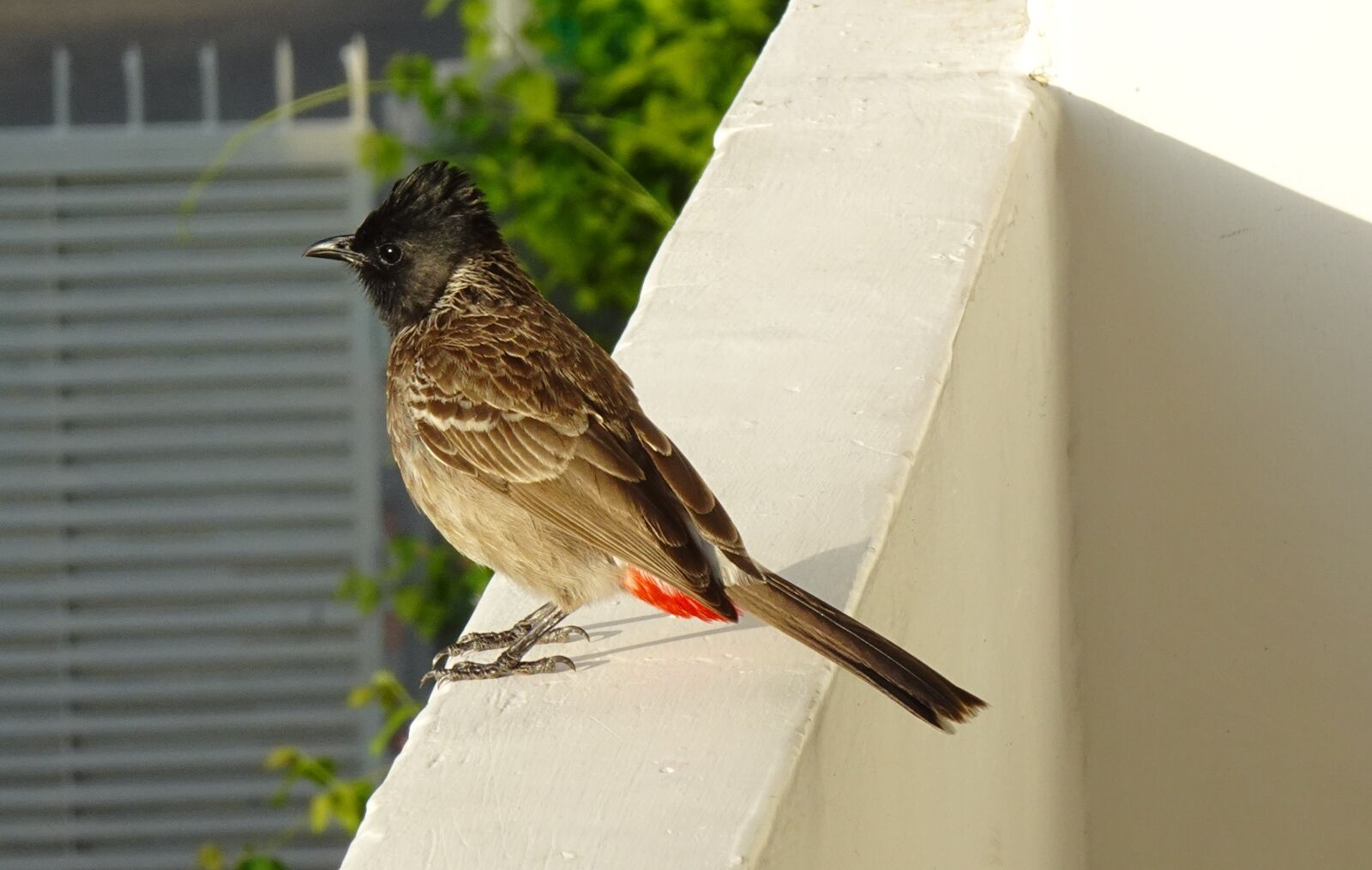 Sony DSC-WX800 sample photo. Bird, red-vented bulbul, pycnonotus photography