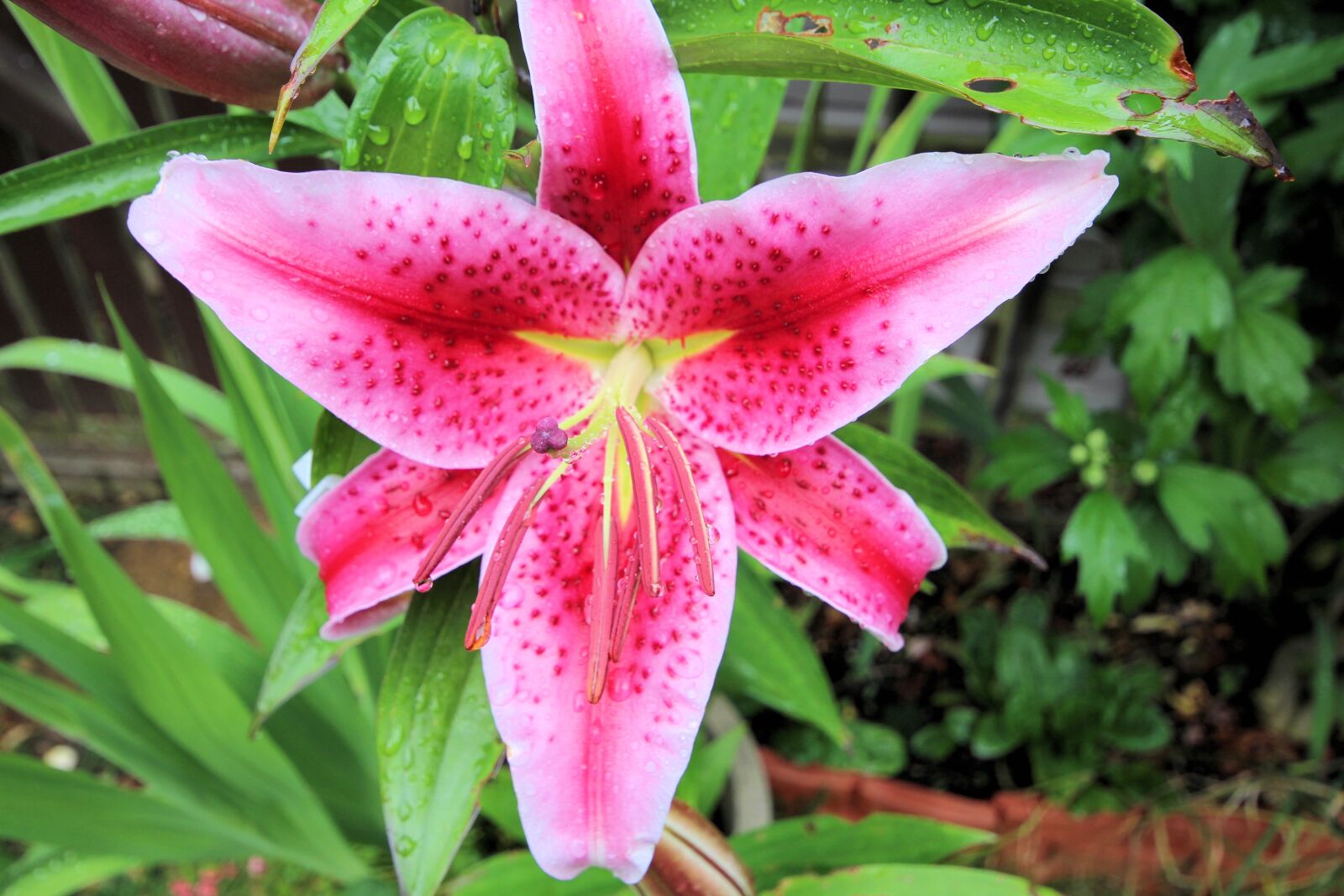 Canon EOS 650D (EOS Rebel T4i / EOS Kiss X6i) sample photo. Lily, flowers, bloom photography