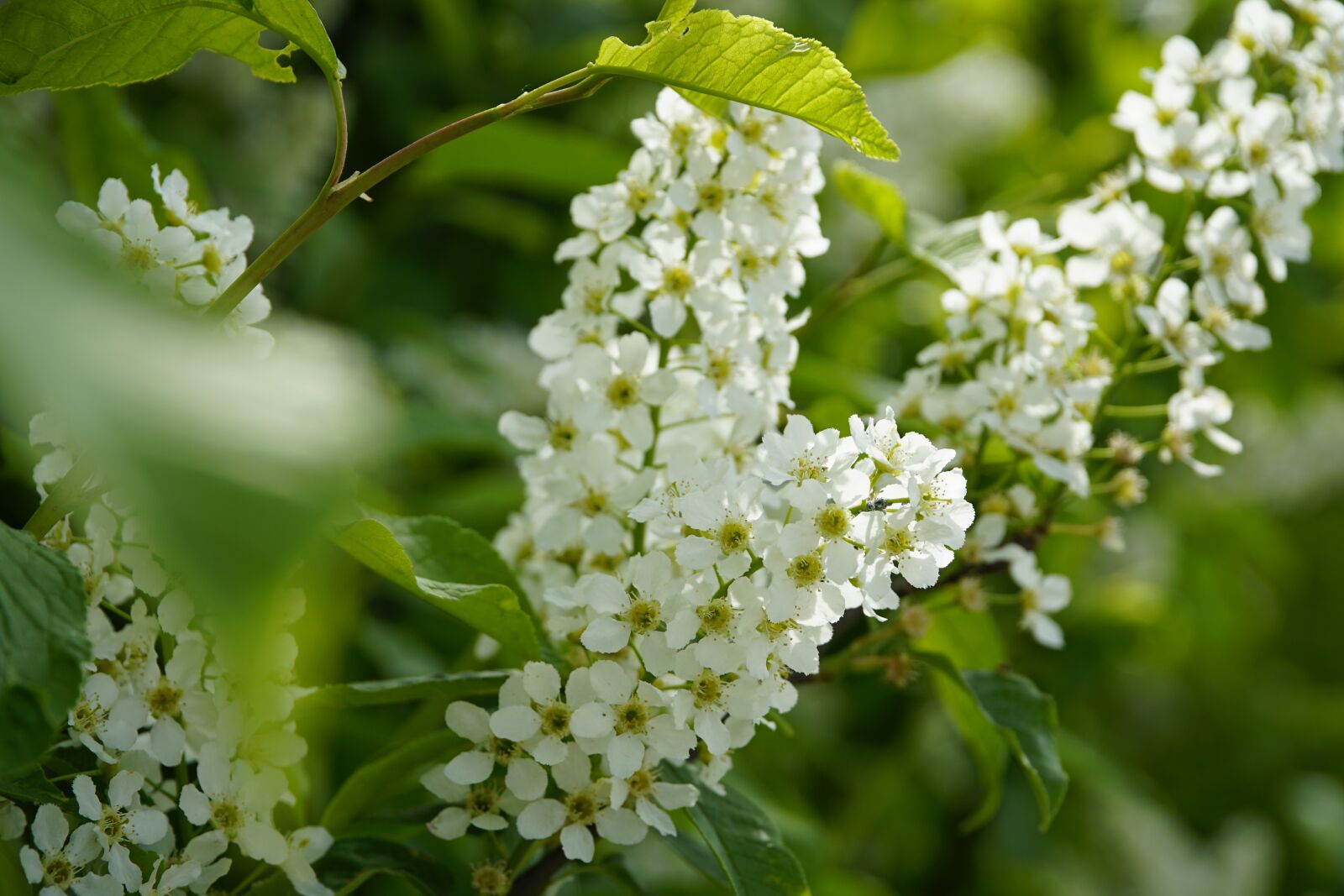 Sony a7R II + Sony E PZ 18-105mm F4 G OSS sample photo. Bird, cherry, spring photography