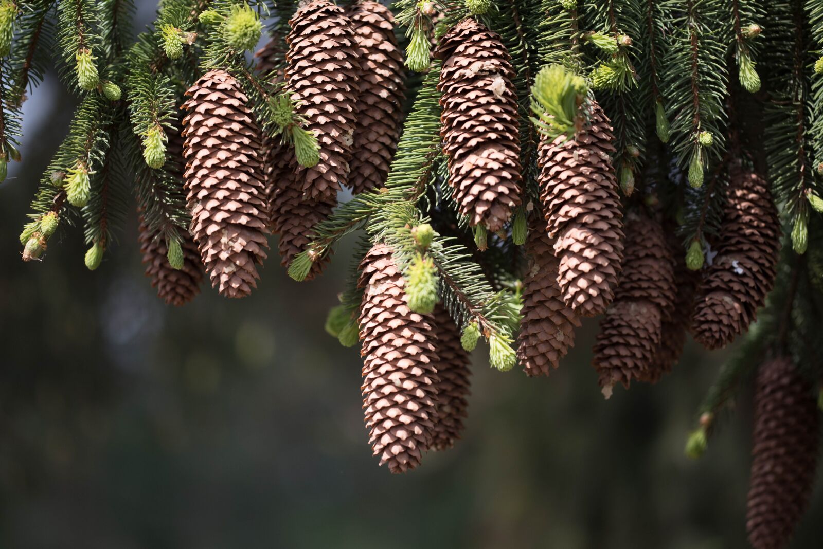 Nikon D750 sample photo. Fir tree, tap, forest photography