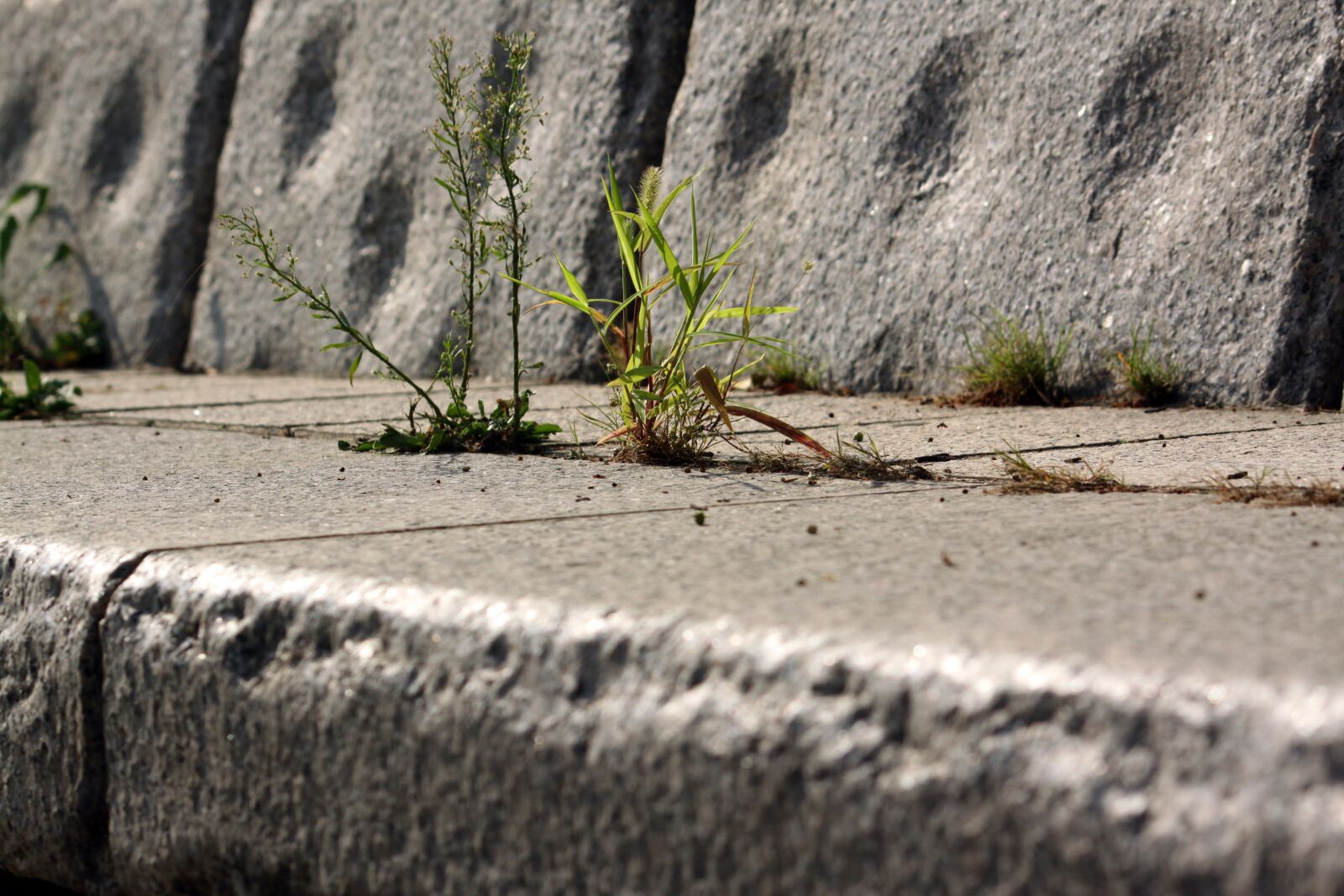 Canon EOS 50D sample photo. Foxtail, nature, wildflower photography