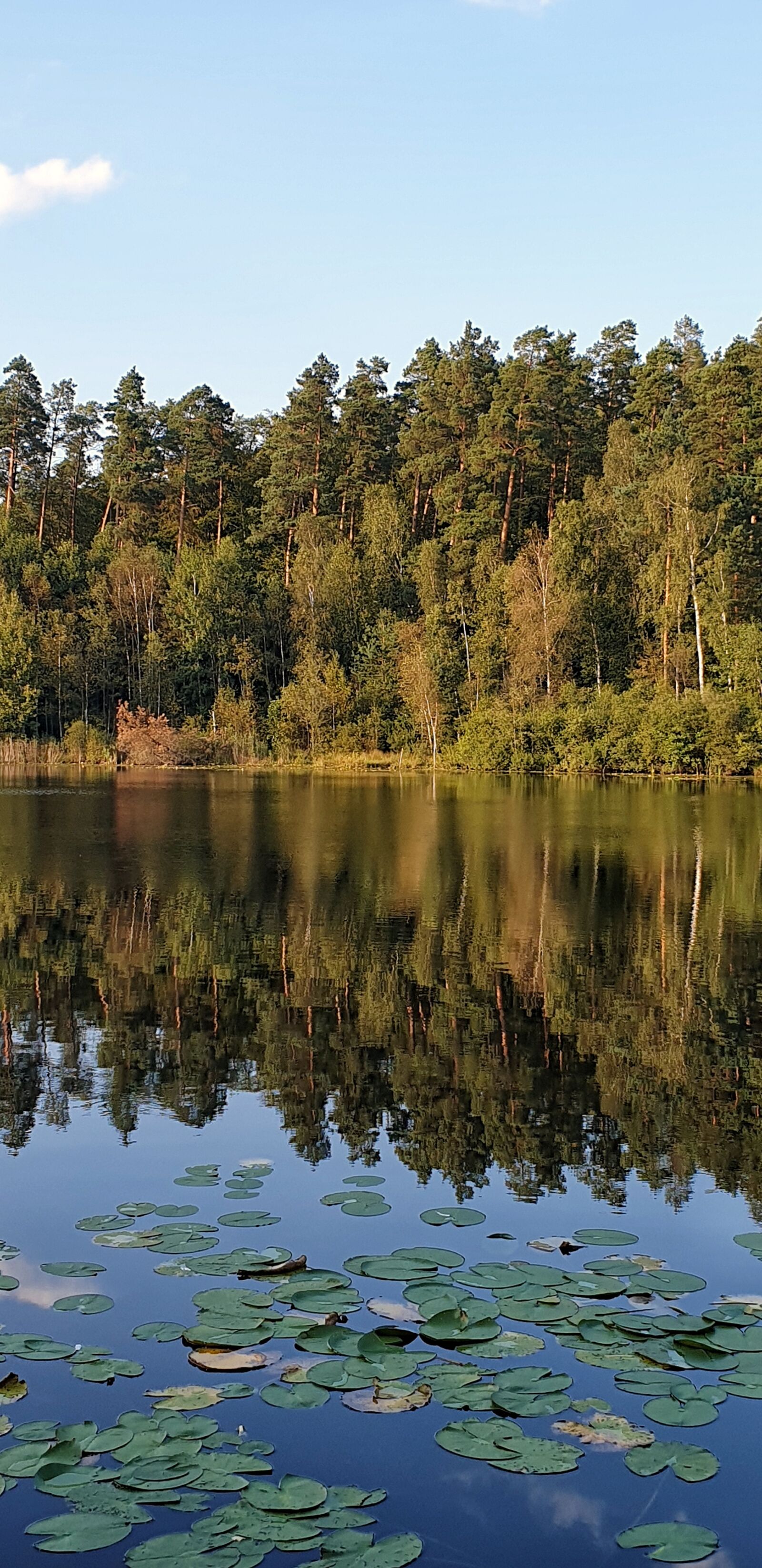 Samsung Galaxy S9+ sample photo. Lake, reflection, water lilies photography