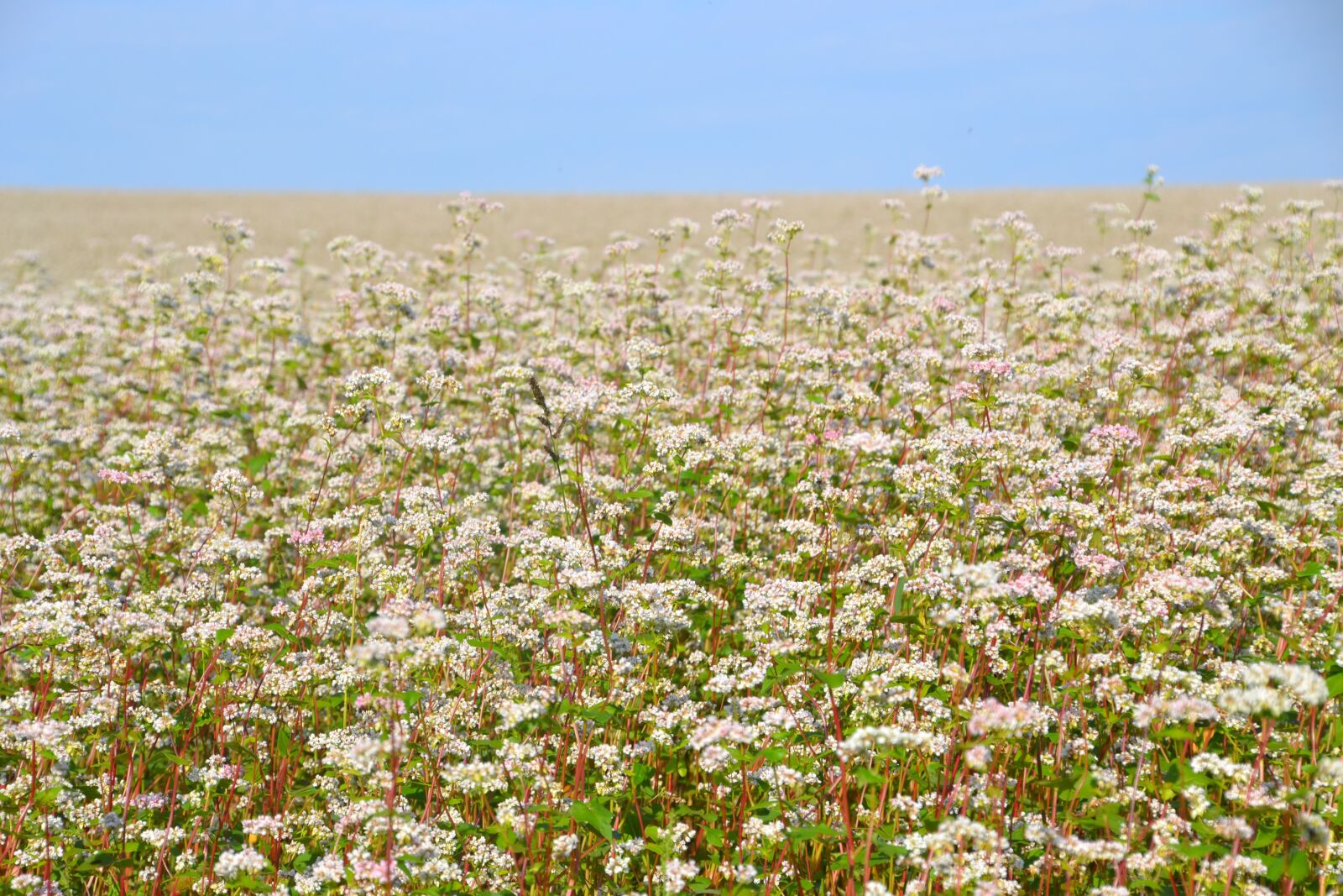 Nikon D3100 sample photo. Landscape, field, buckwheat photography