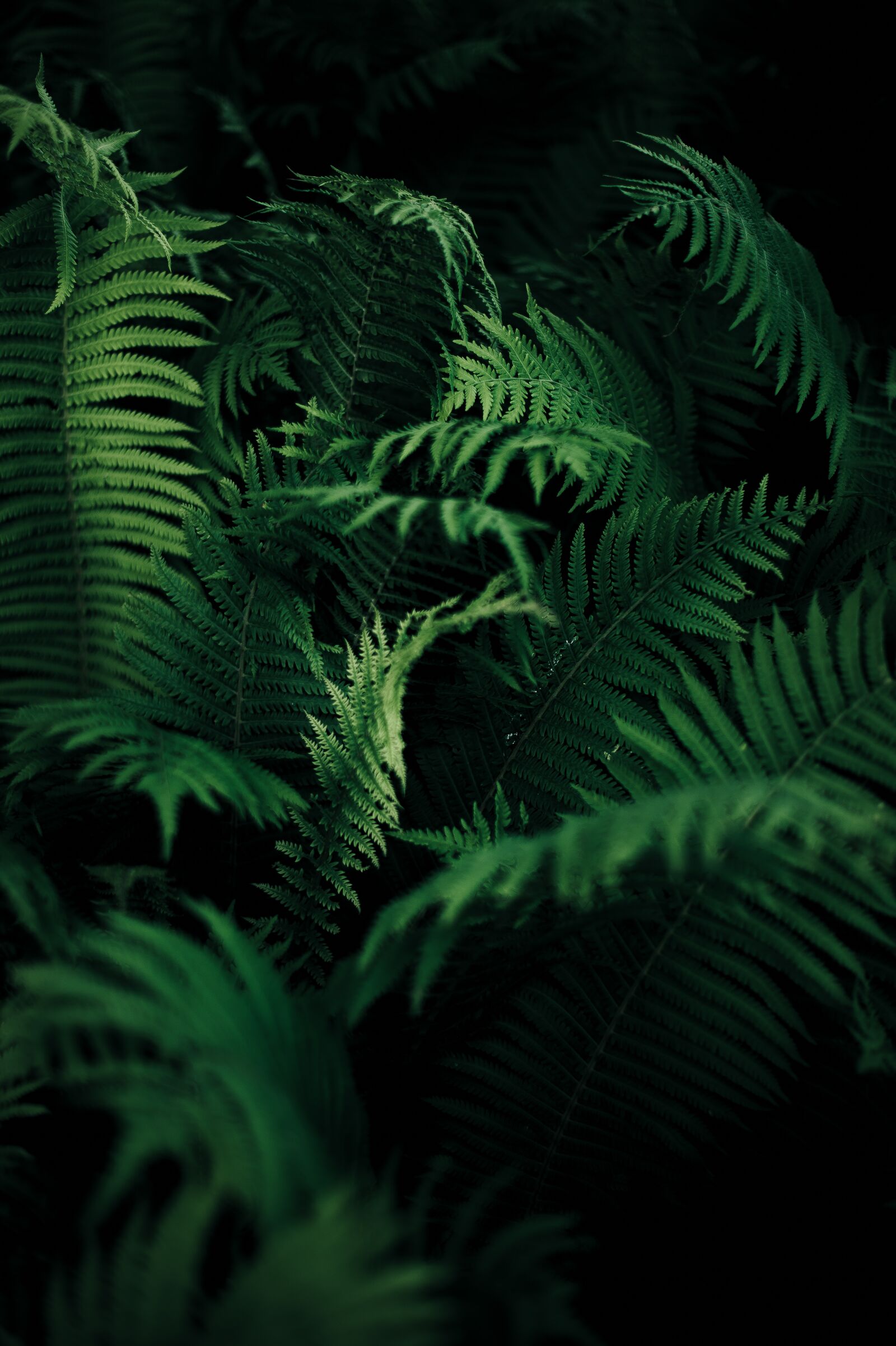 Nikon D4S sample photo. Close-up, green, leaves photography