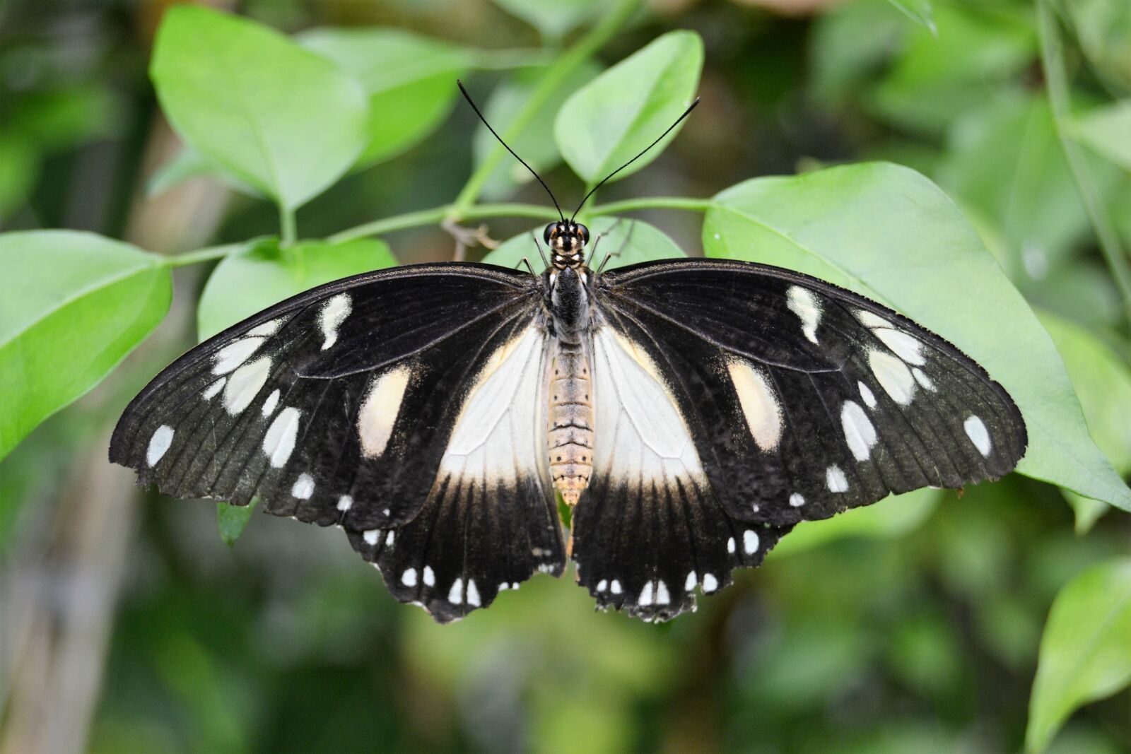Nikon D3100 sample photo. Butterfly, nature, orange photography