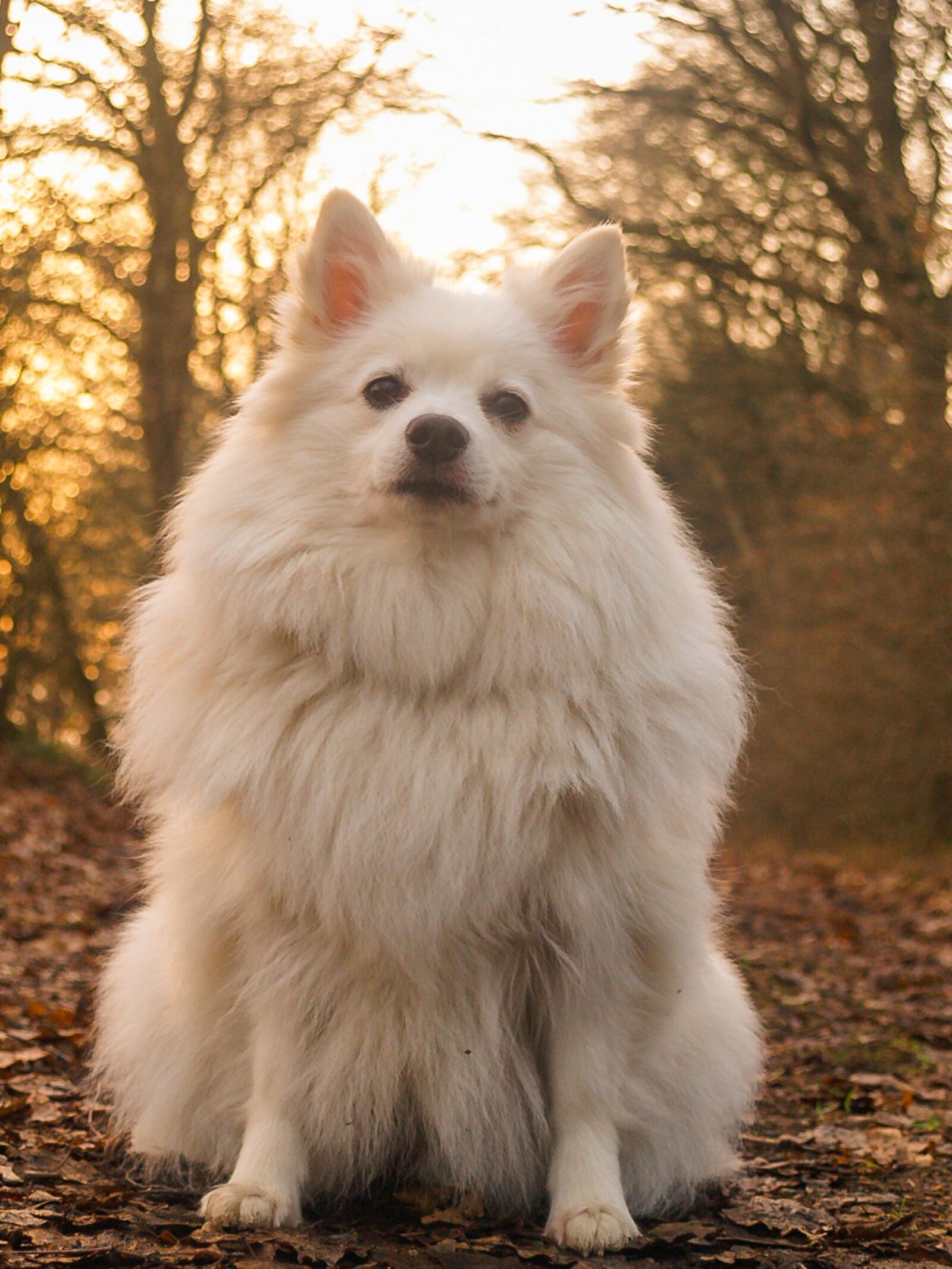 Olympus E-500 (EVOLT E-500) sample photo. Dog, spitz, forest photography