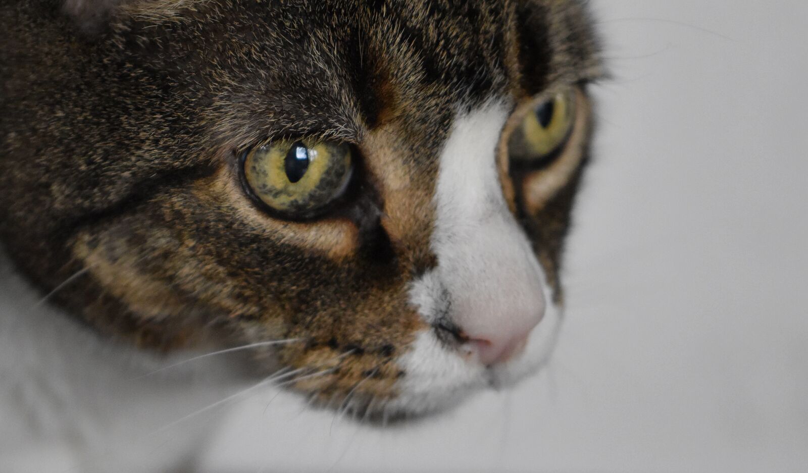 Nikon D5600 sample photo. Cat, portrait, domestic cat photography