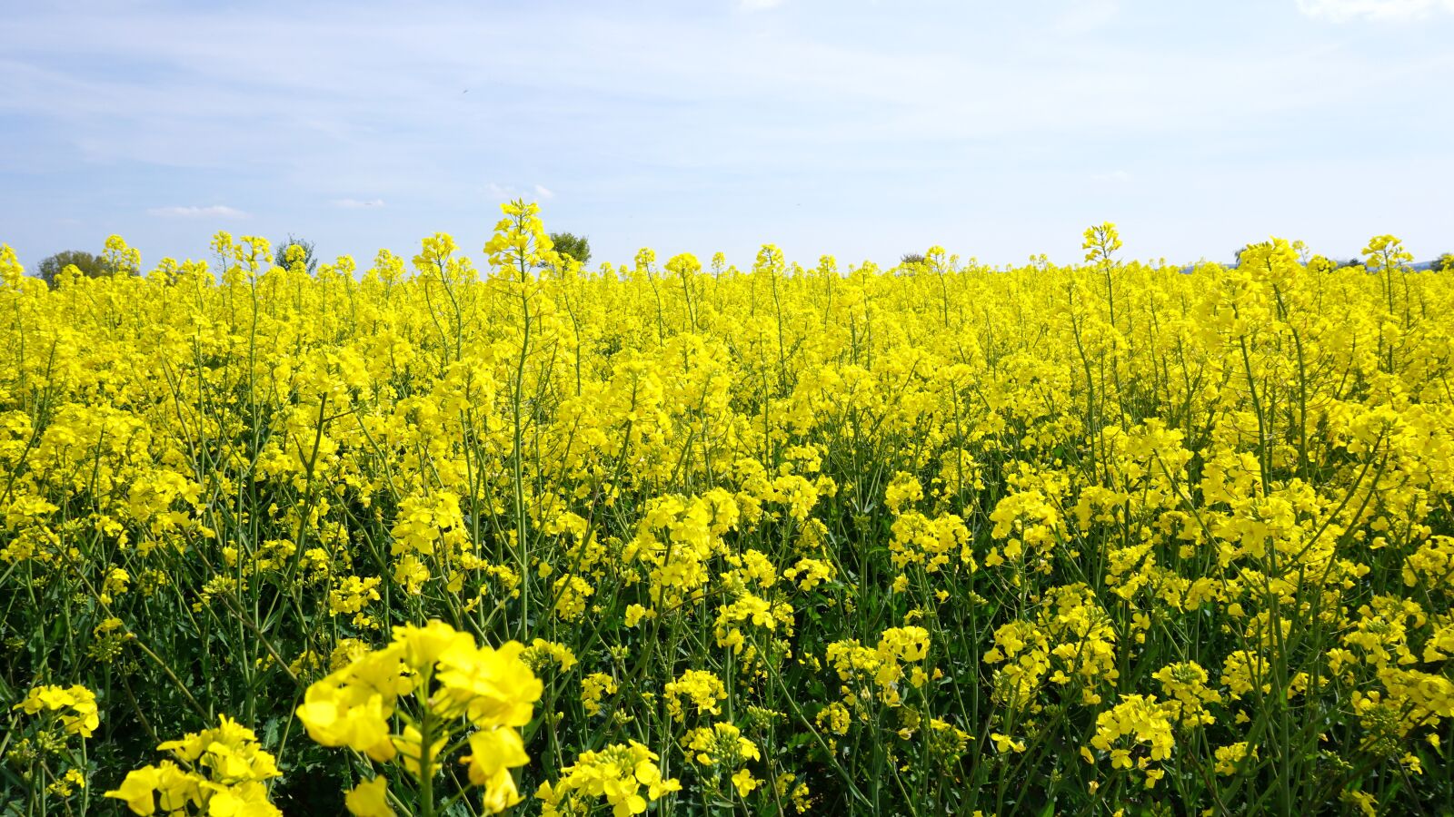 Sony a6000 sample photo. Oilseed rape, yellow, sky photography
