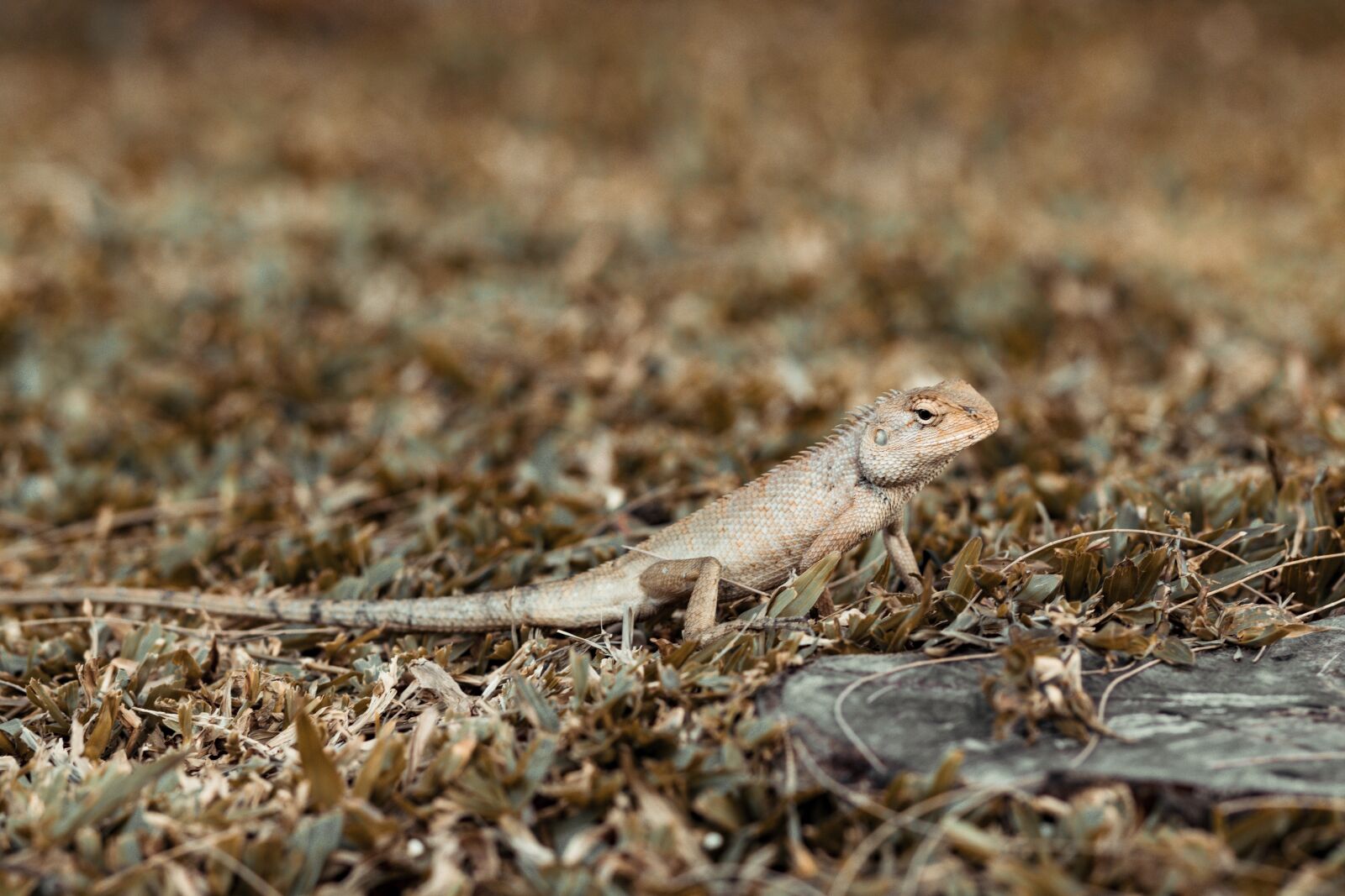 Canon EOS 80D + Canon EF 85mm F1.8 USM sample photo. Iguana, animal, top photography