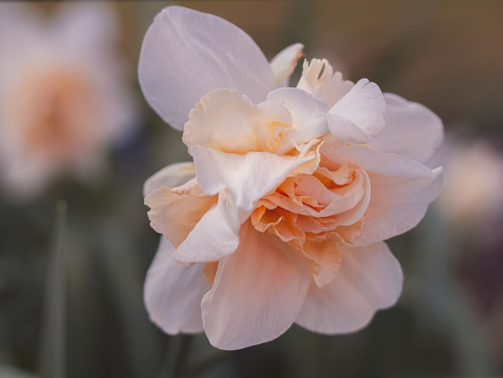Panasonic DMC-G81 + Olympus M.Zuiko Digital ED 60mm F2.8 Macro sample photo. Narcissus, double-flowered daffodil, spring photography