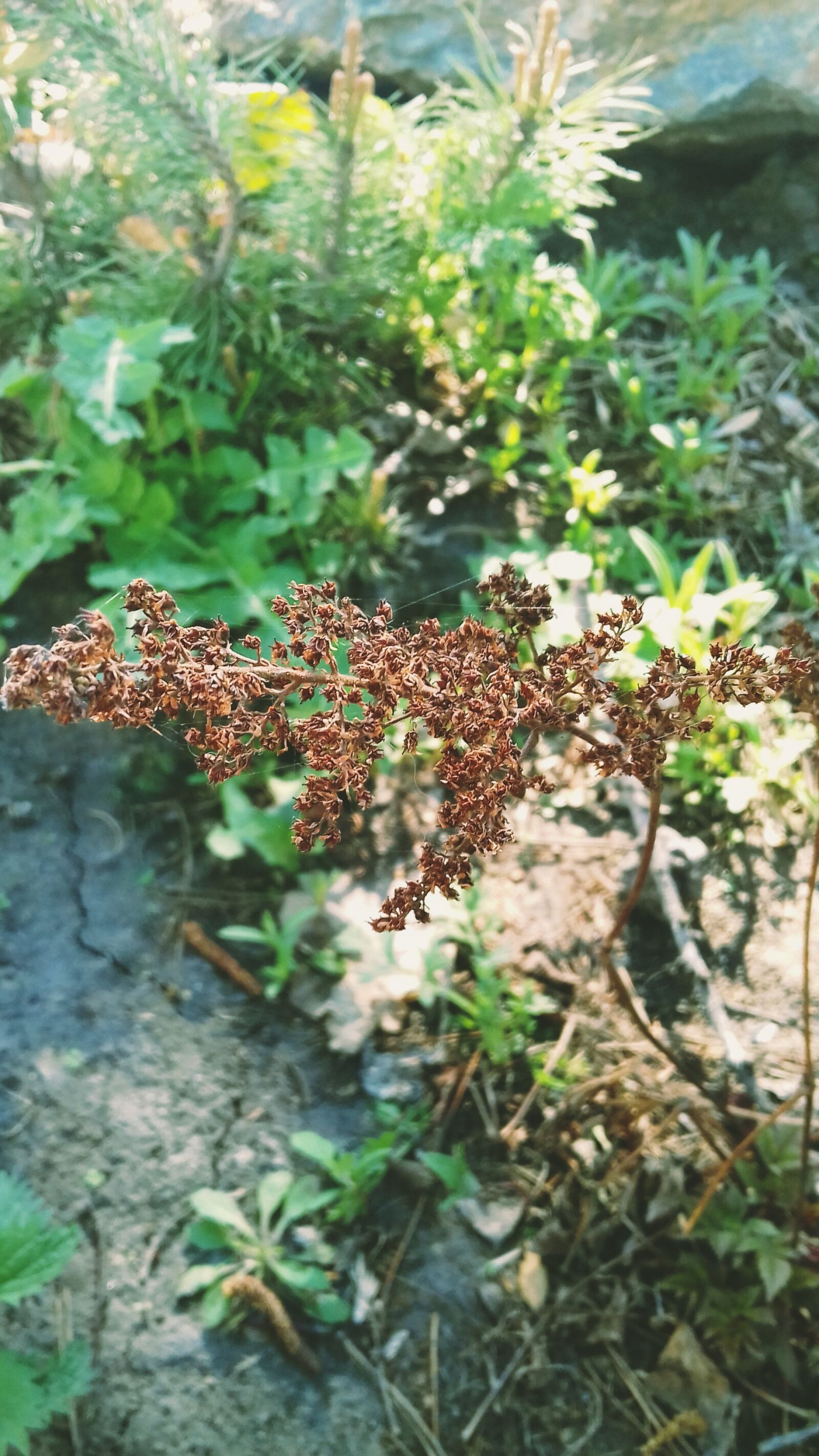Samsung Galaxy J3(2016) sample photo. Green, leaf, nature photography