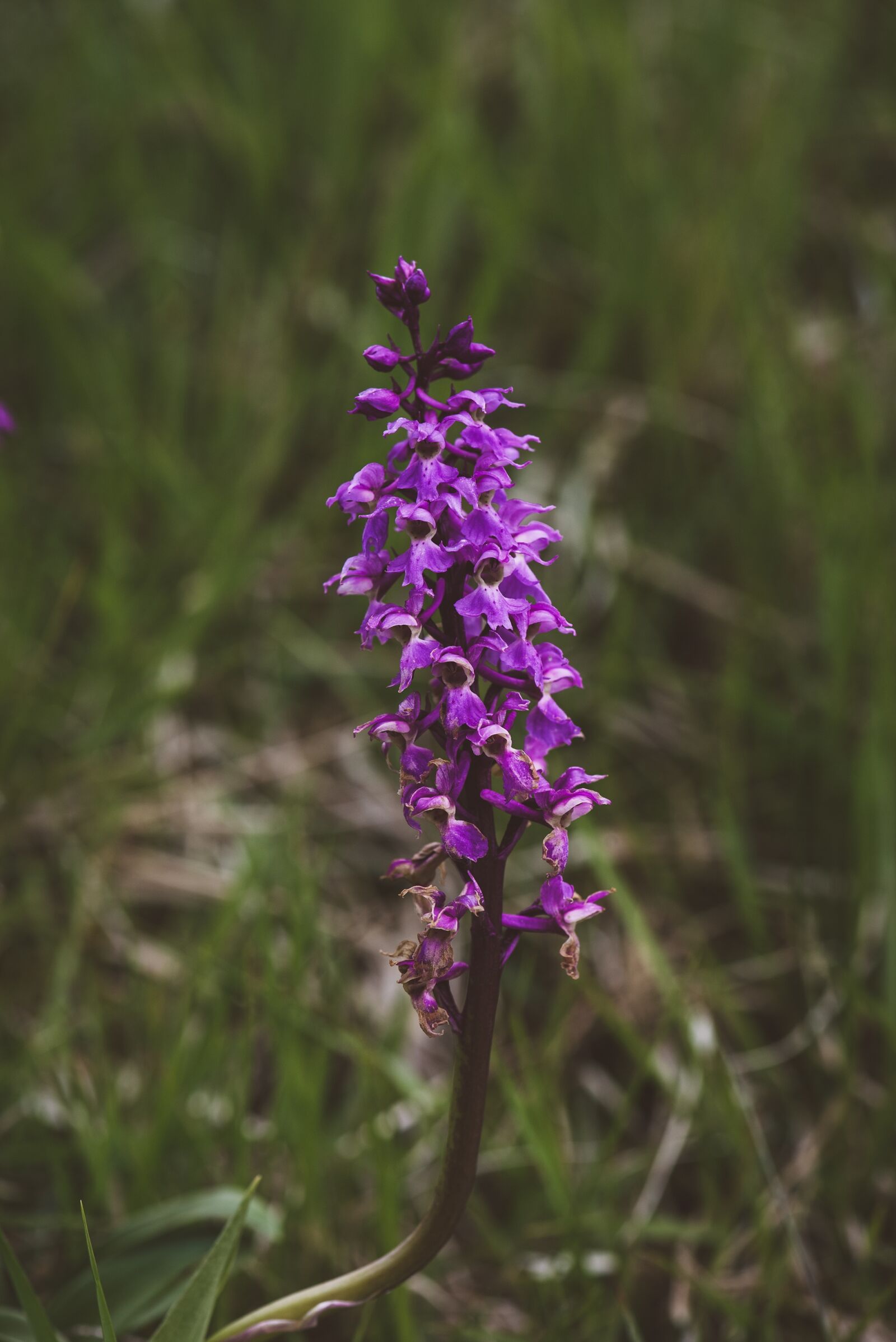 Nikon D750 sample photo. Orchid, purple, blossom photography