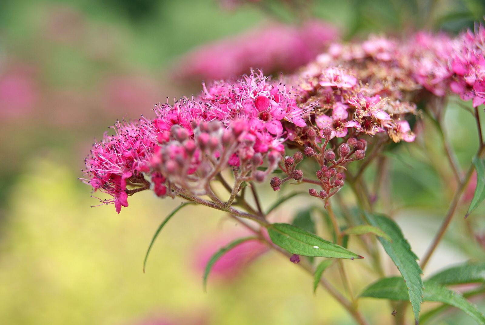 Sony Alpha DSLR-A330 sample photo. Flower, nature, plant photography
