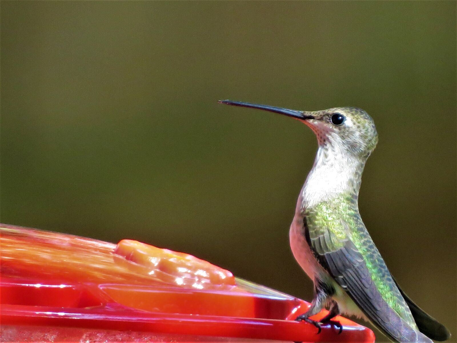 Canon PowerShot SX50 HS sample photo. Humming bird, green, red photography