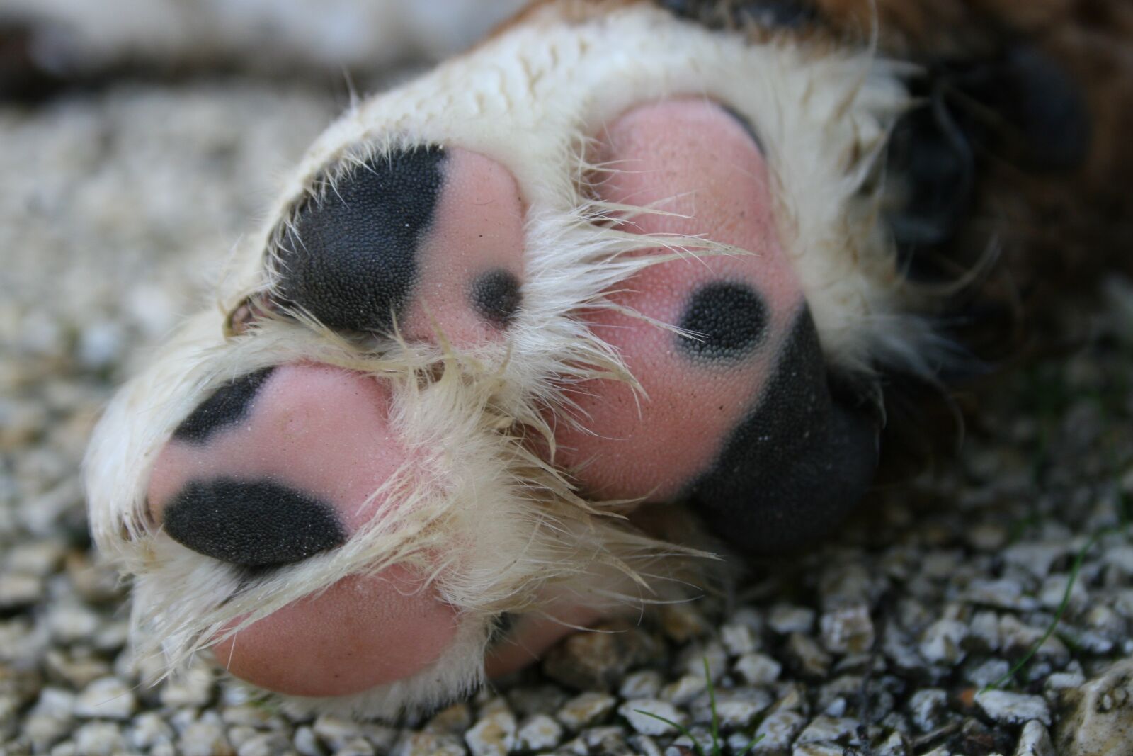 Canon EOS 30D sample photo. Paw, bernese mountain dog photography