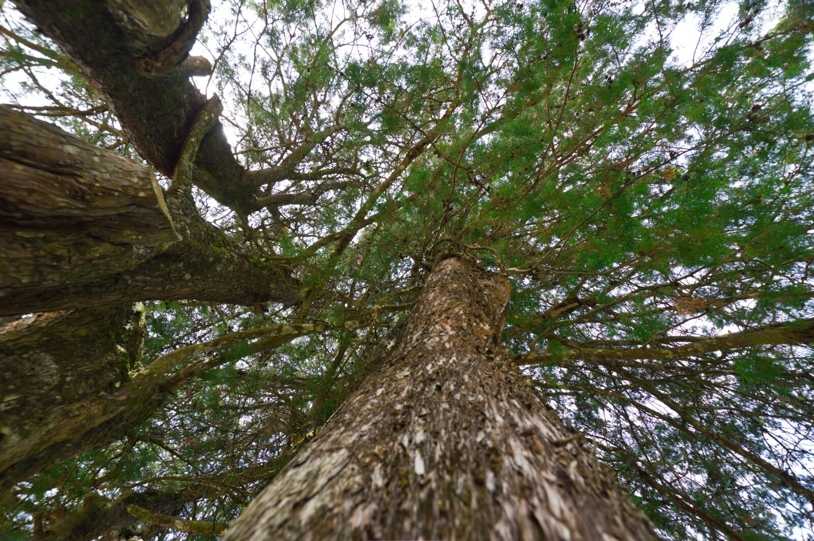 Nikon D3200 sample photo. Costa rica, trunk, wood photography