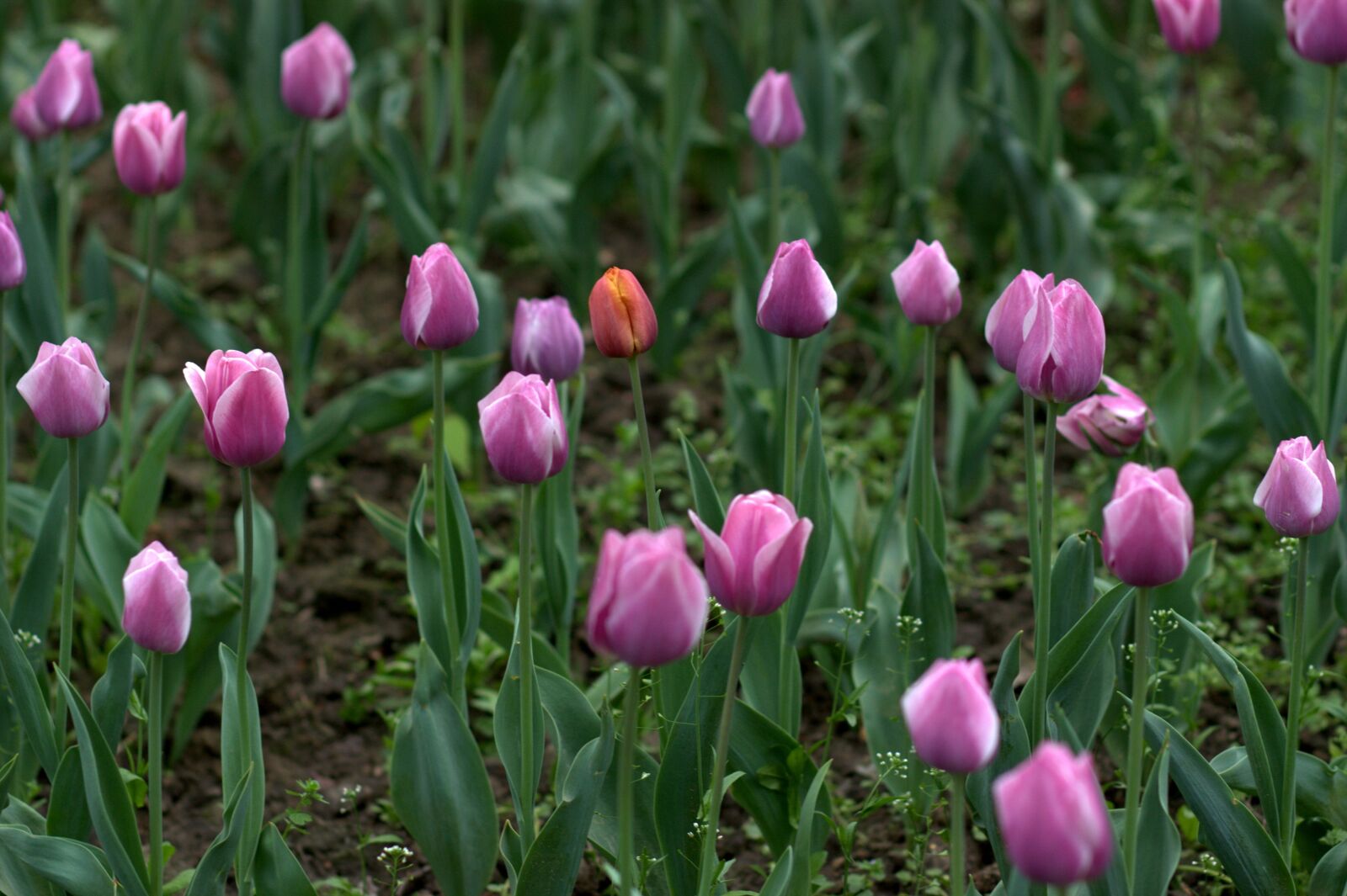 Canon EOS 450D (EOS Rebel XSi / EOS Kiss X2) sample photo. Tulips, mov, camp photography