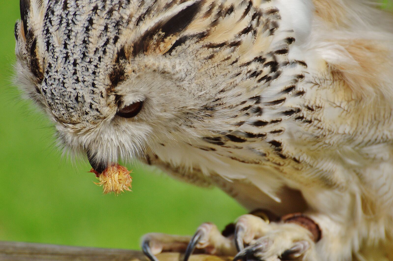 Nikon D3200 sample photo. Owl, wildpark poing, bird photography