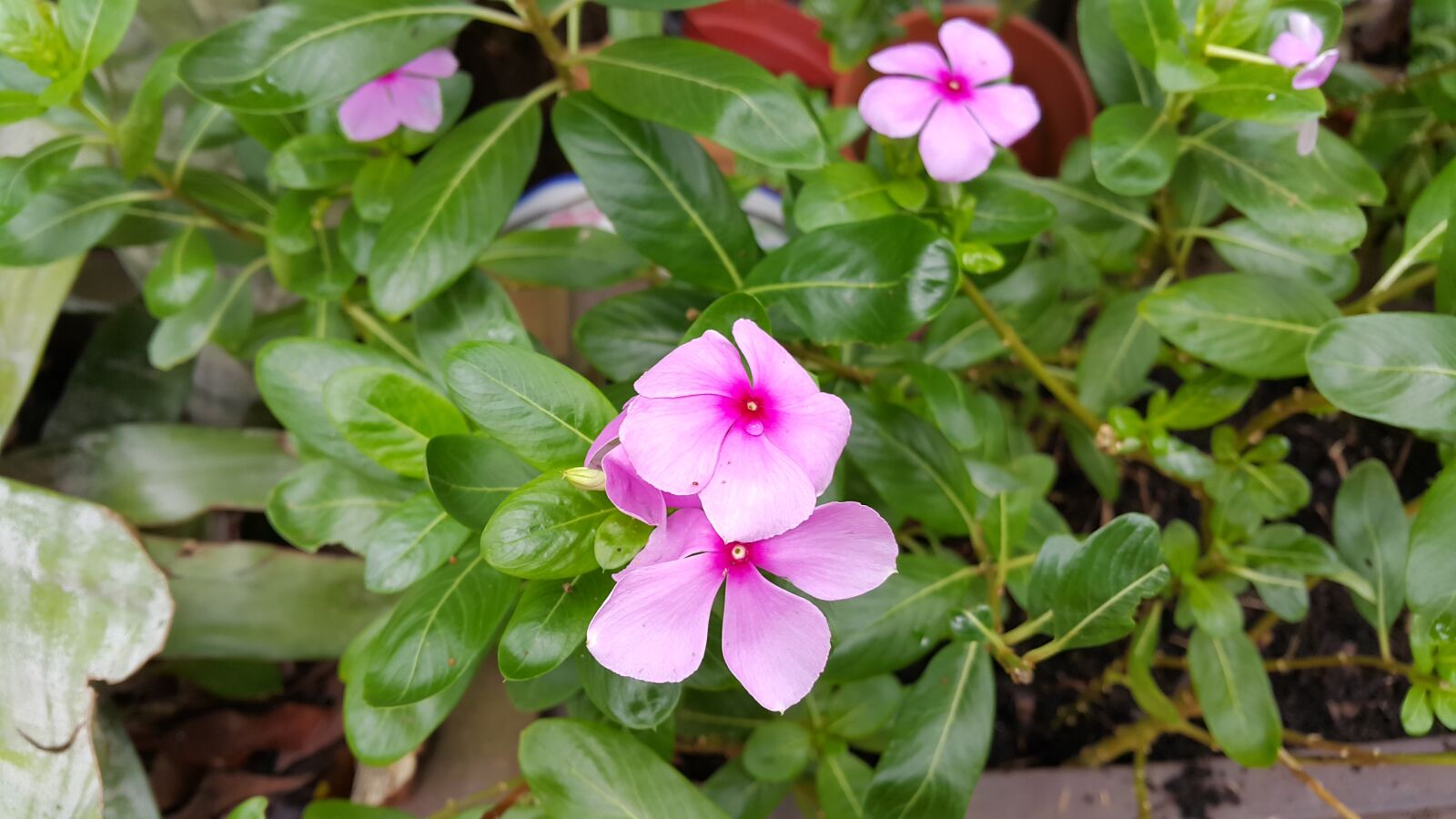 Samsung Galaxy Note4 sample photo. Watercress, catharanthus roseus, flowers photography