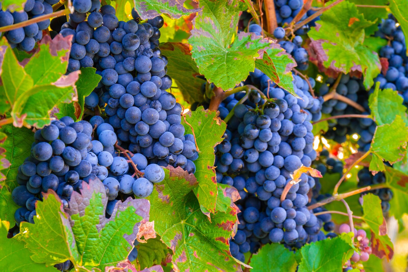 Panasonic DMC-G81 sample photo. Grapes, vine, vines photography