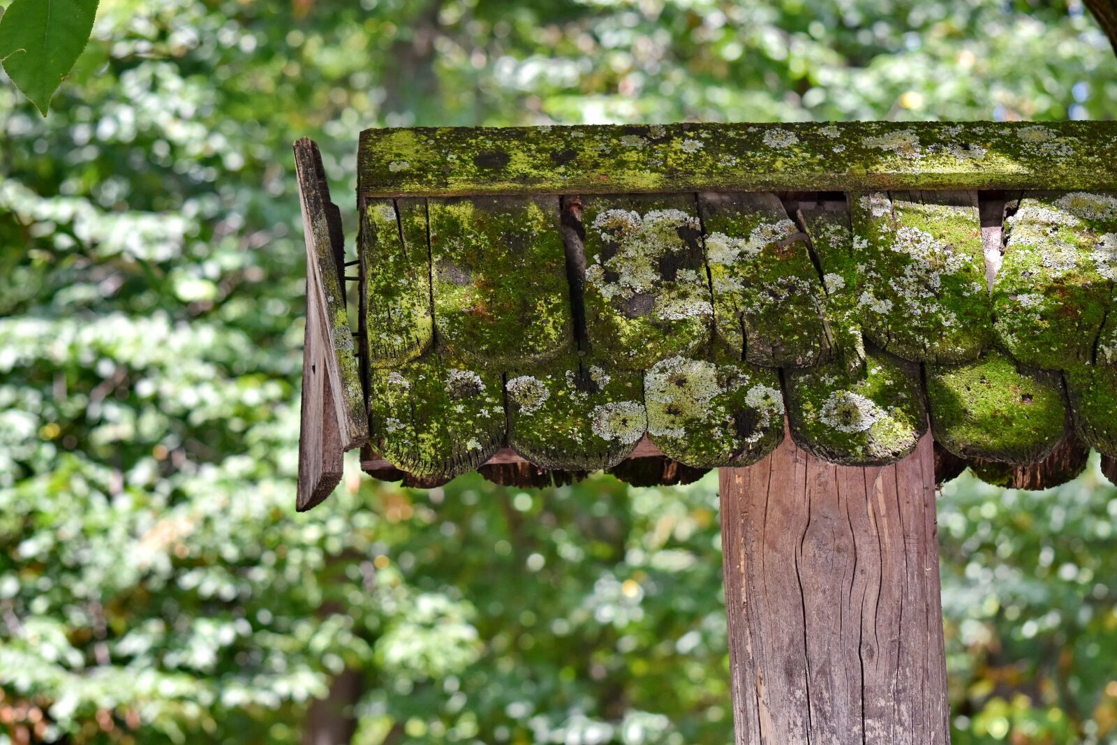 Nikon D5500 sample photo. Forest, moss, roof, wood photography