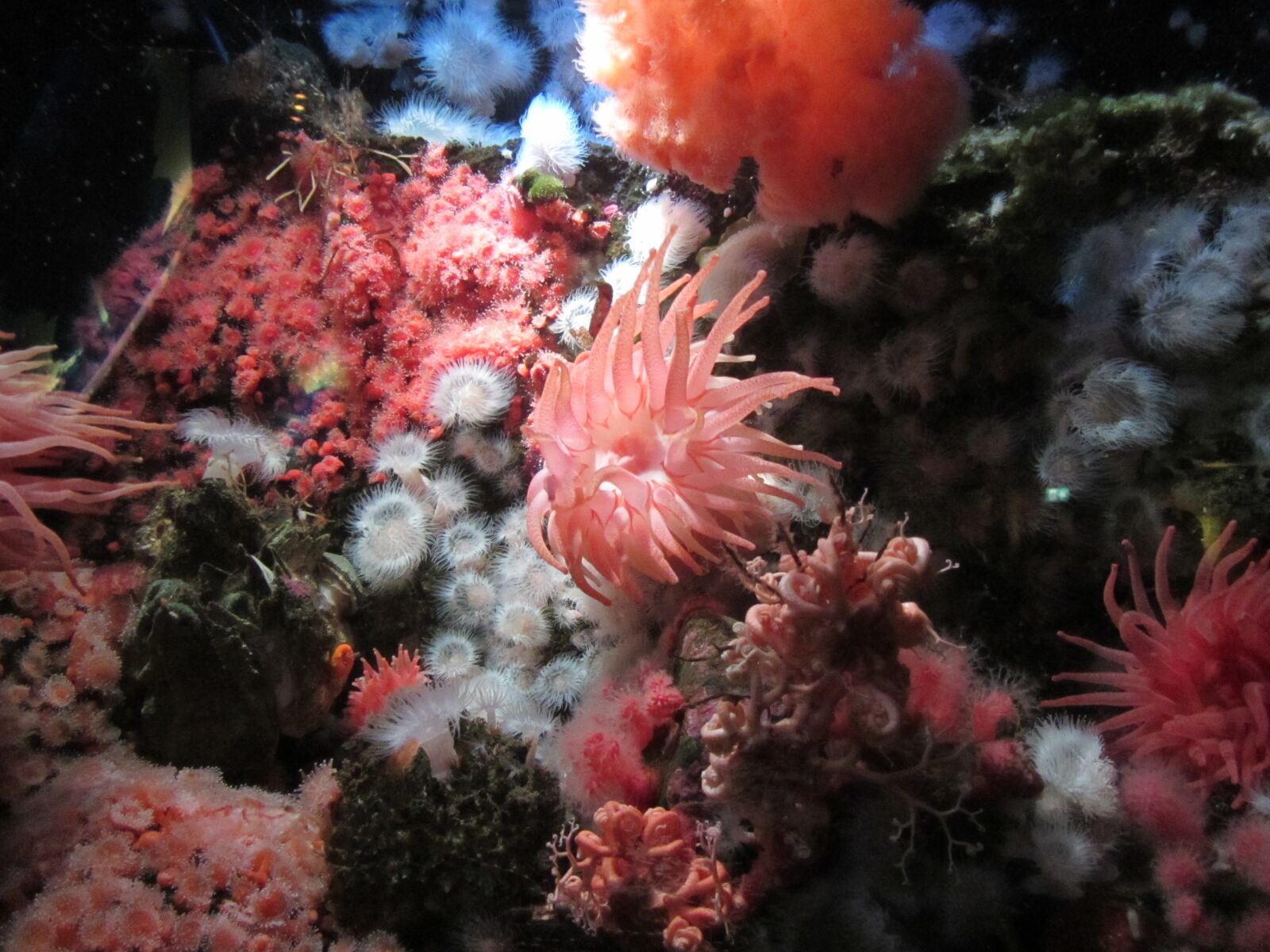 Canon PowerShot SX220 HS sample photo. Aquarium, vancouver, anemone photography