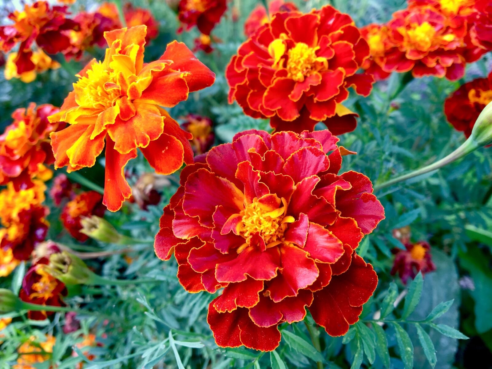 Apple iPhone 6s sample photo. Flower, red, autumn photography