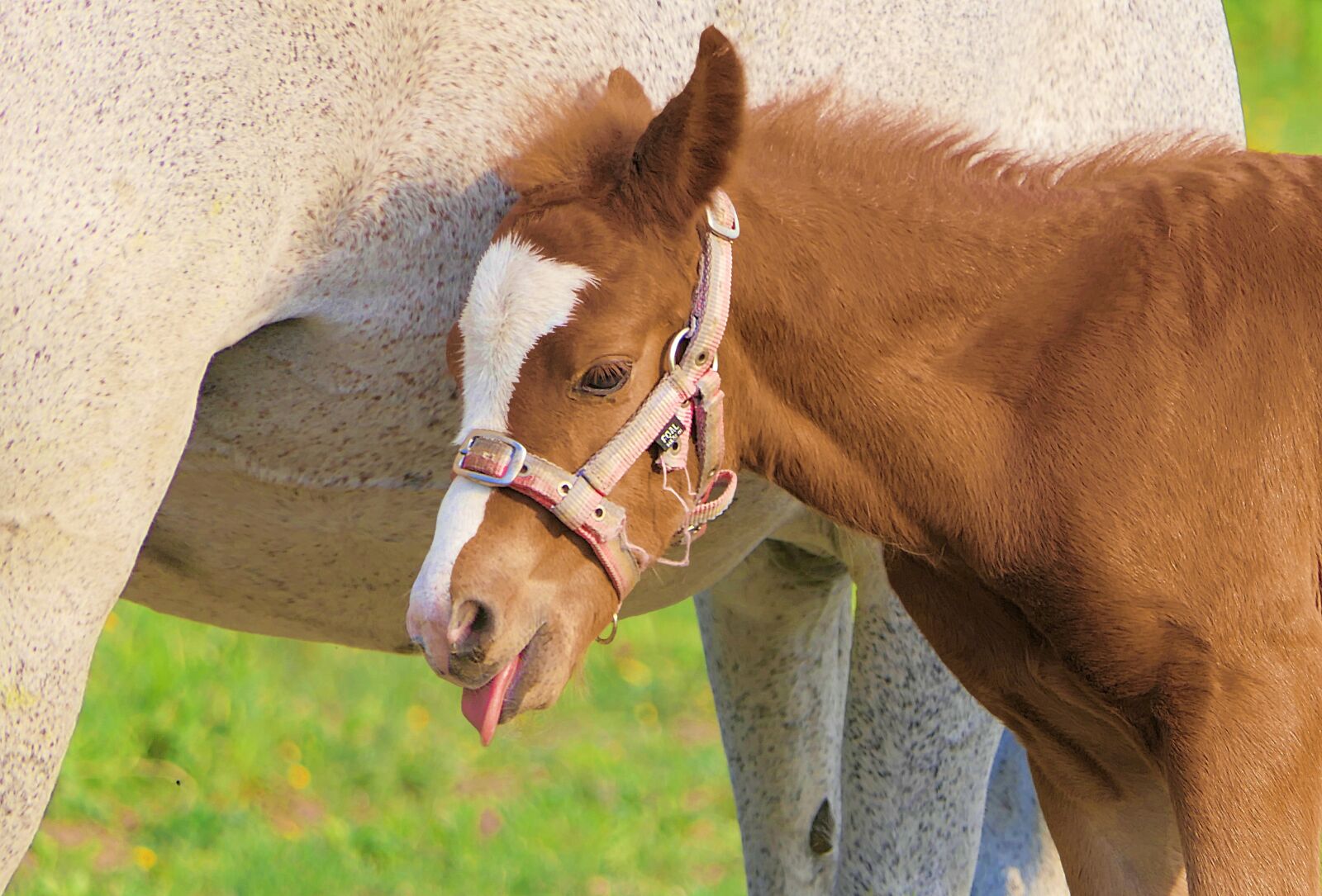 Panasonic Lumix DMC-FZ2500 (Lumix DMC-FZ2000) sample photo. Foal, brown, language photography