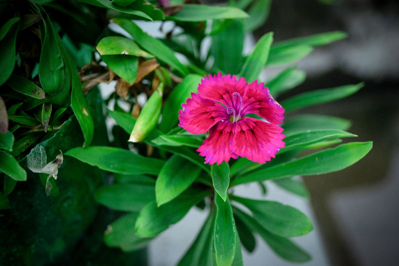 Nikon D3100 sample photo. Garden, flower, plant photography
