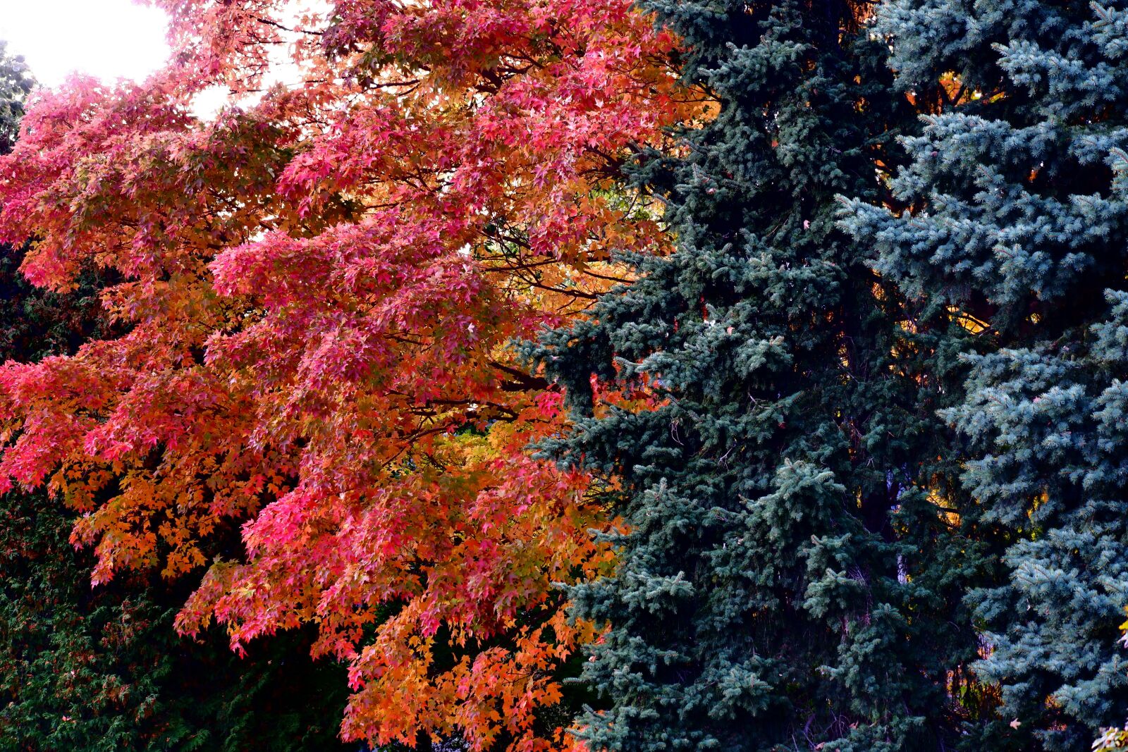 Fujifilm X-A5 sample photo. Tree, autumn, clone photography