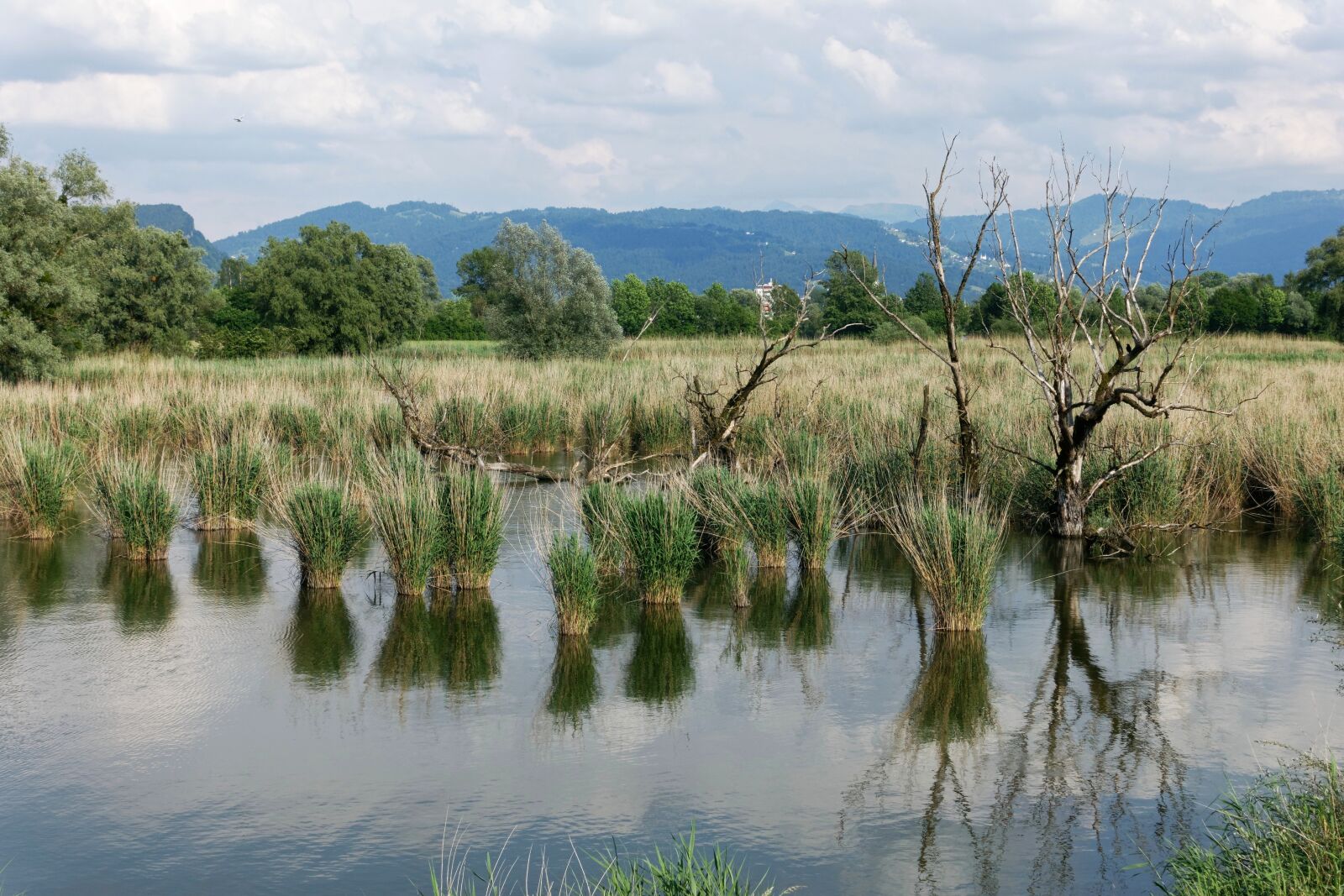 Sony Cyber-shot DSC-RX100 IV sample photo. Reed formation, reed, water photography