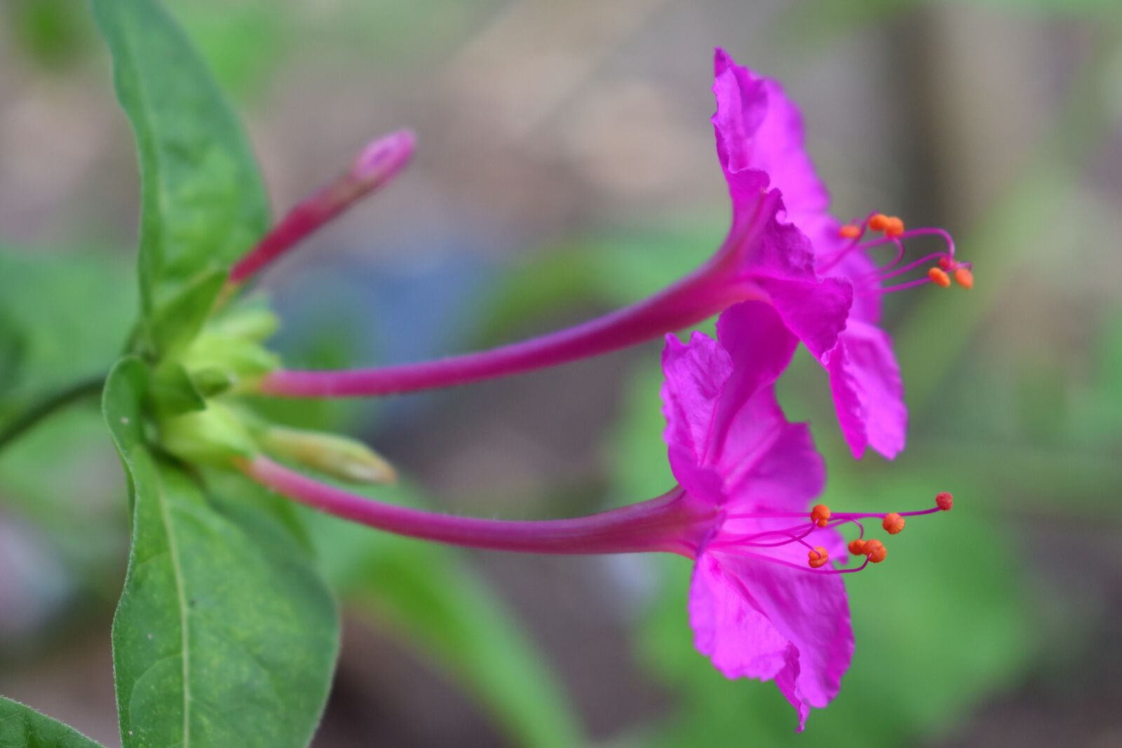 Nikon D5300 sample photo. Flowers, petal, garden photography