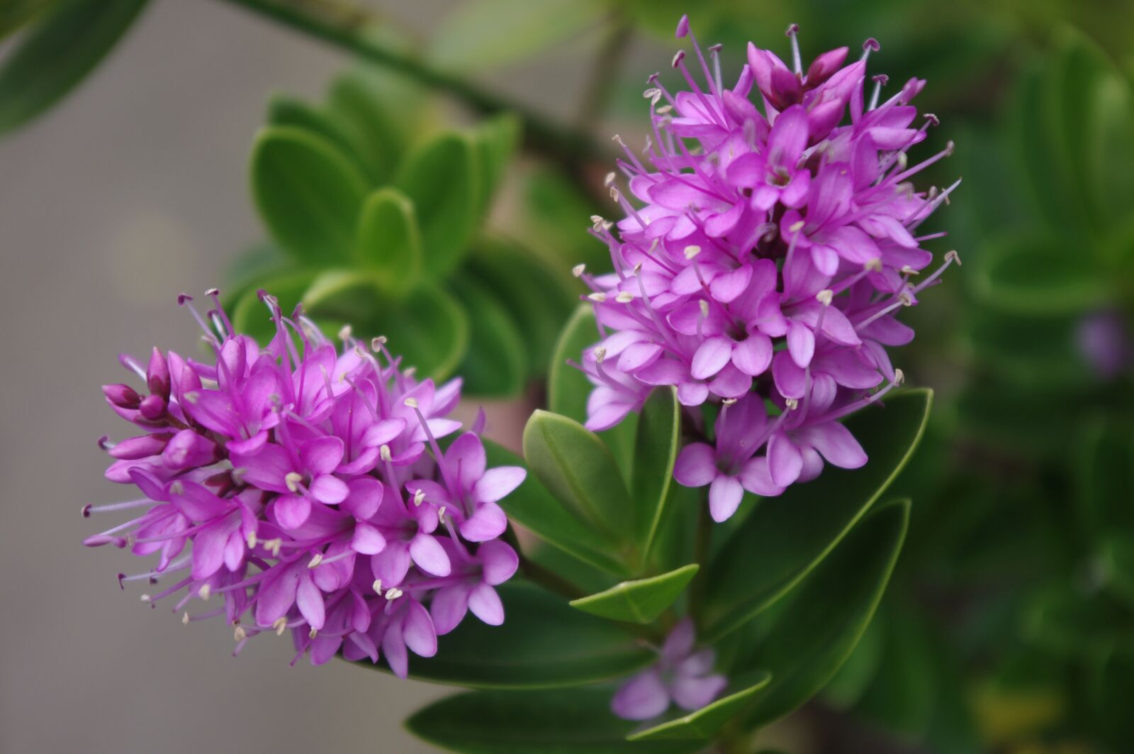 Pentax K-x sample photo. Hebe, garden, flowering photography