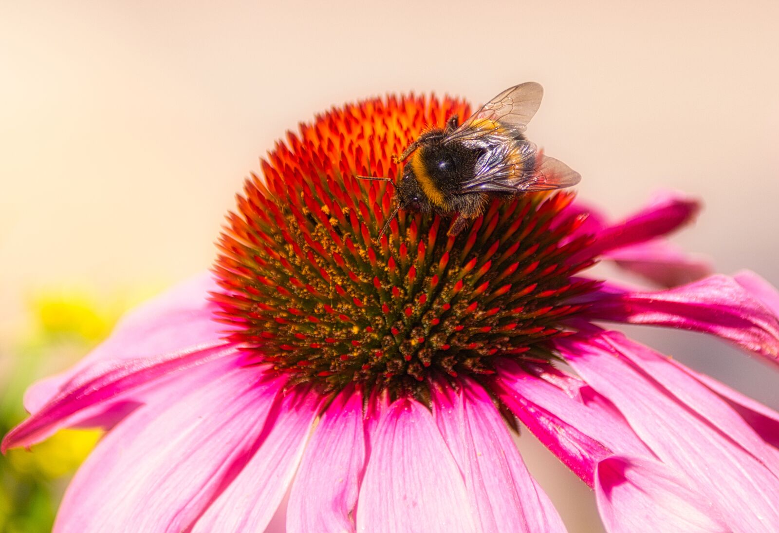 Canon EOS 200D (EOS Rebel SL2 / EOS Kiss X9) sample photo. Hummel, coneflower, blossom photography