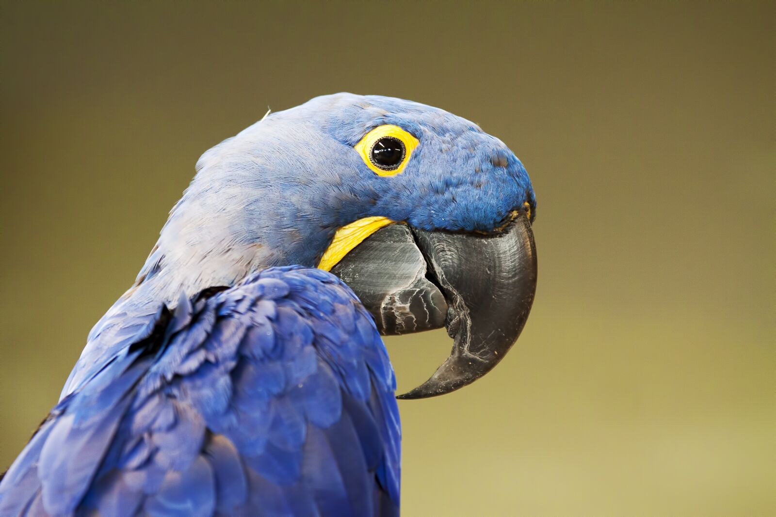 Canon EOS 50D sample photo. Parrot, bird, beak photography