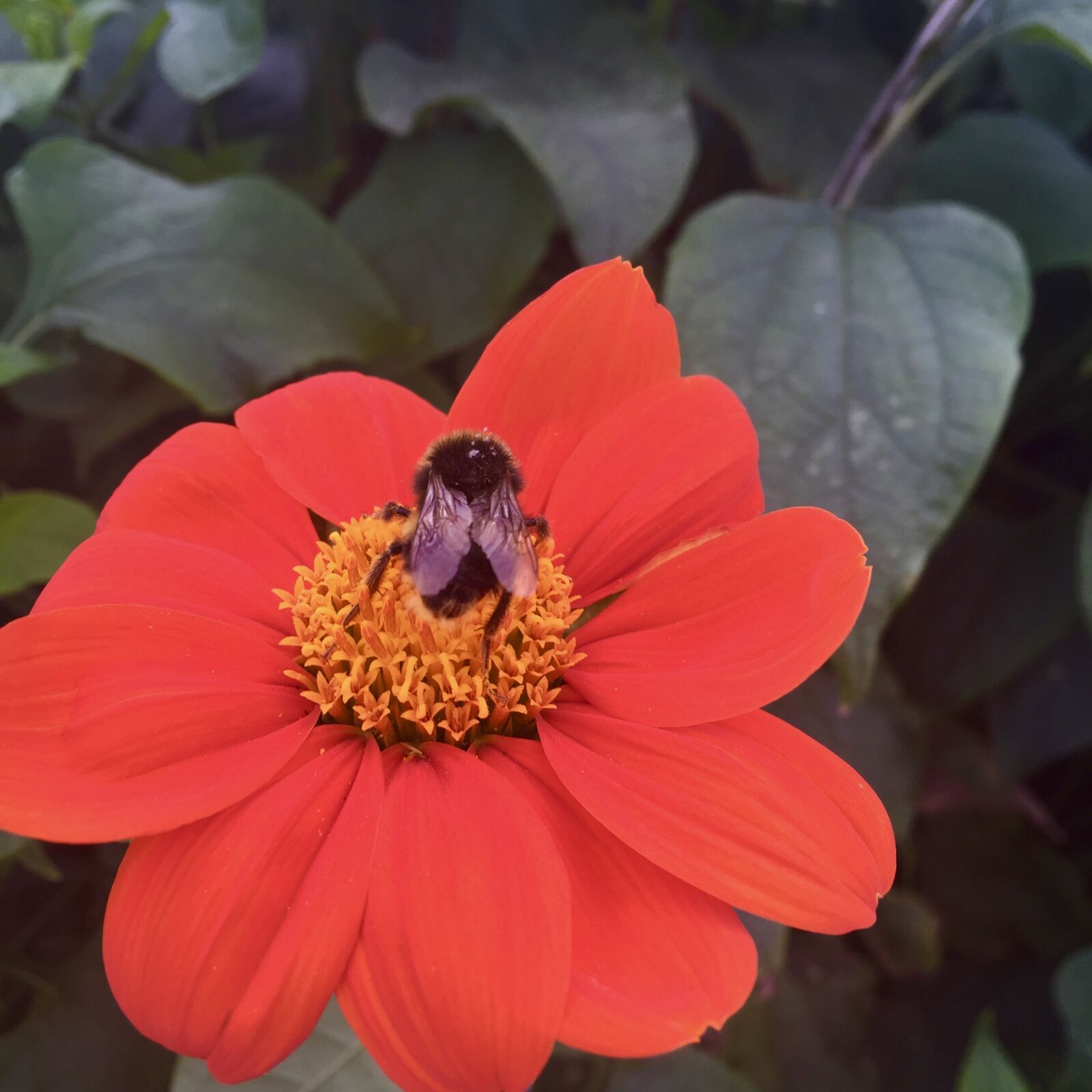 Apple iPhone 6 sample photo