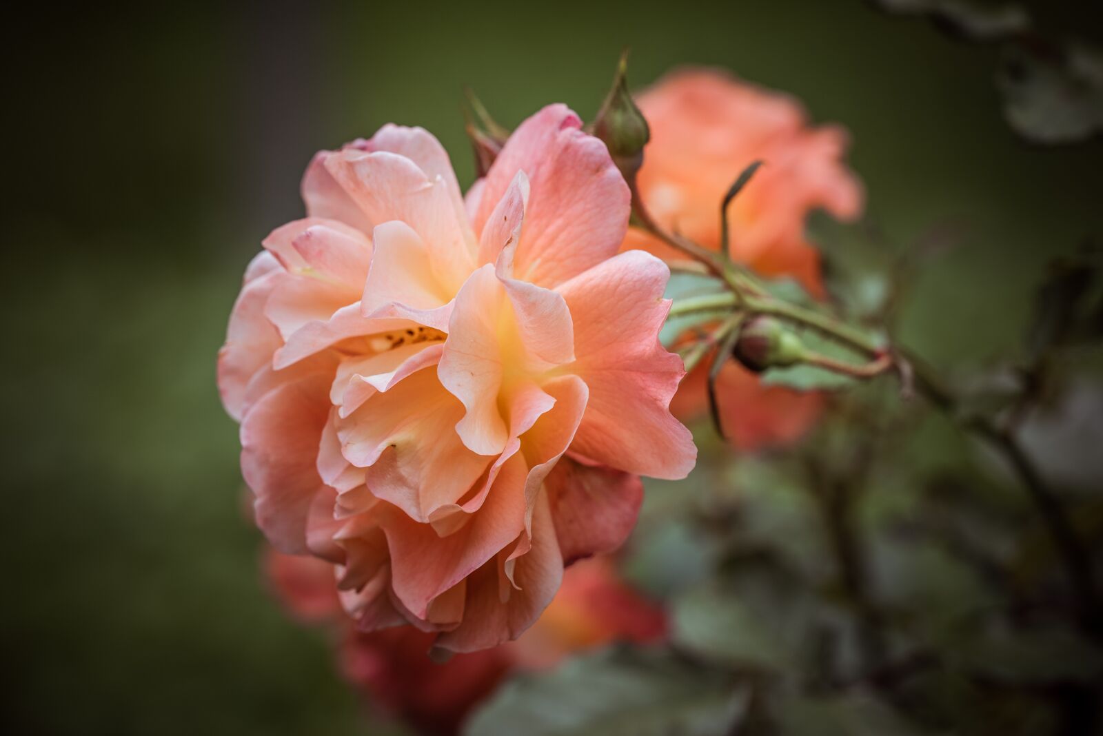 Nikon D750 sample photo. Rose, flower, blossom photography