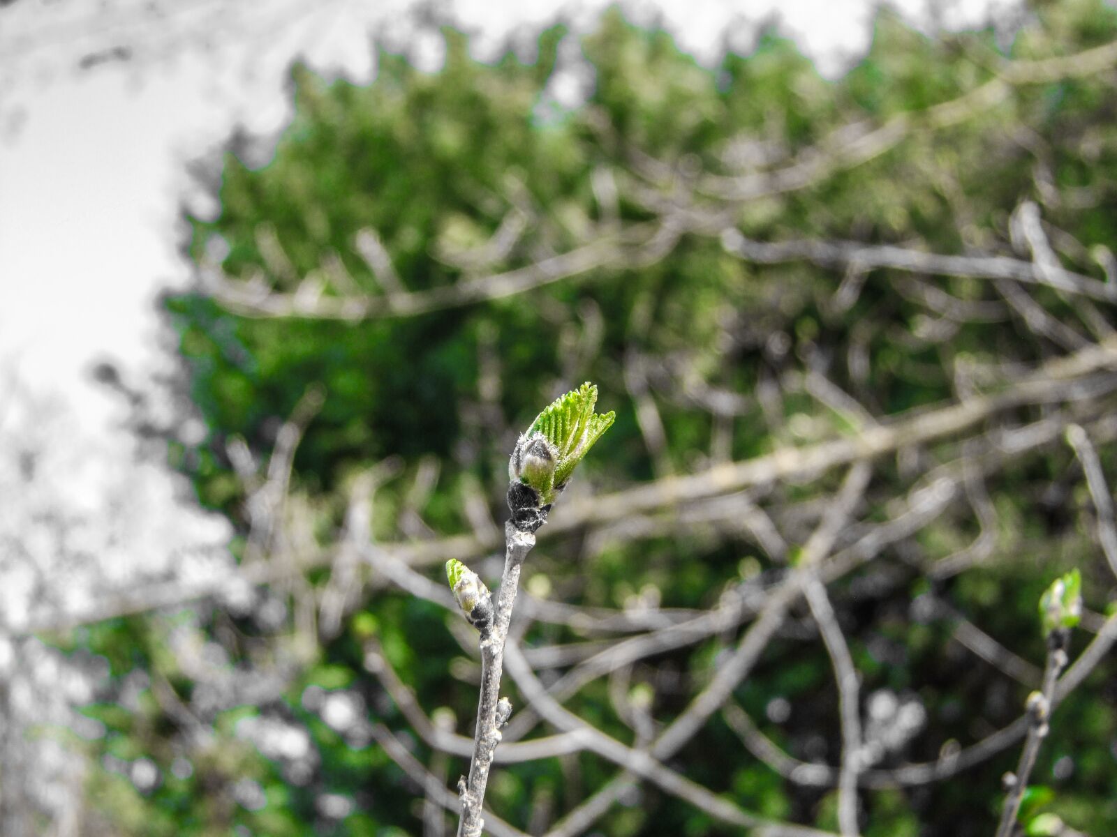 Fujifilm FinePix S100fs sample photo. Bud, wood, spring photography