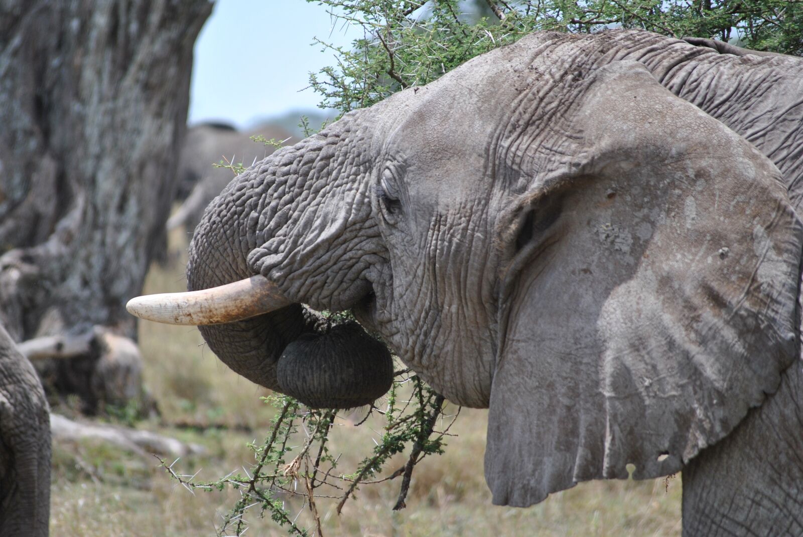 Nikon D3000 sample photo. Africa, tanzania, national park photography