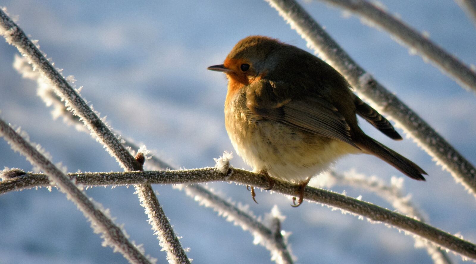 Olympus SP570UZ sample photo. Robin, bird, snow photography