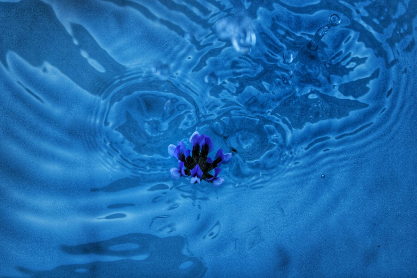 Canon EOS 2000D (EOS Rebel T7 / EOS Kiss X90 / EOS 1500D) sample photo. Flower, water, purple photography
