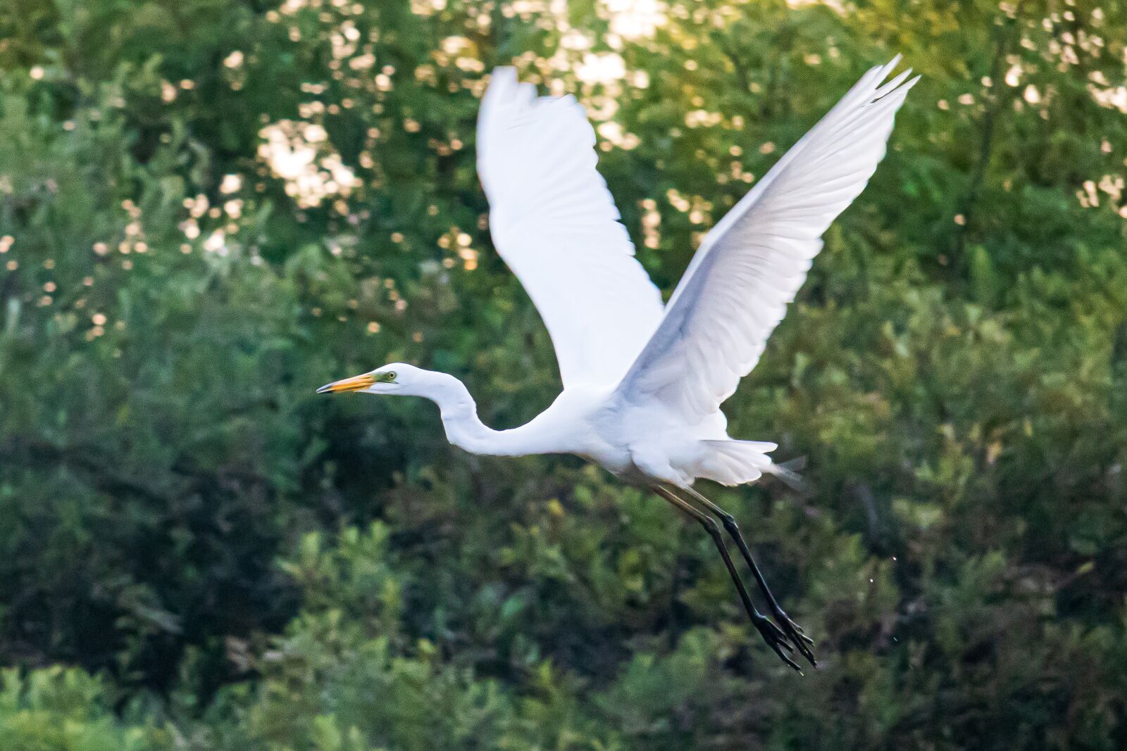 Canon EOS M6 sample photo. Large egret, heron, bird photography