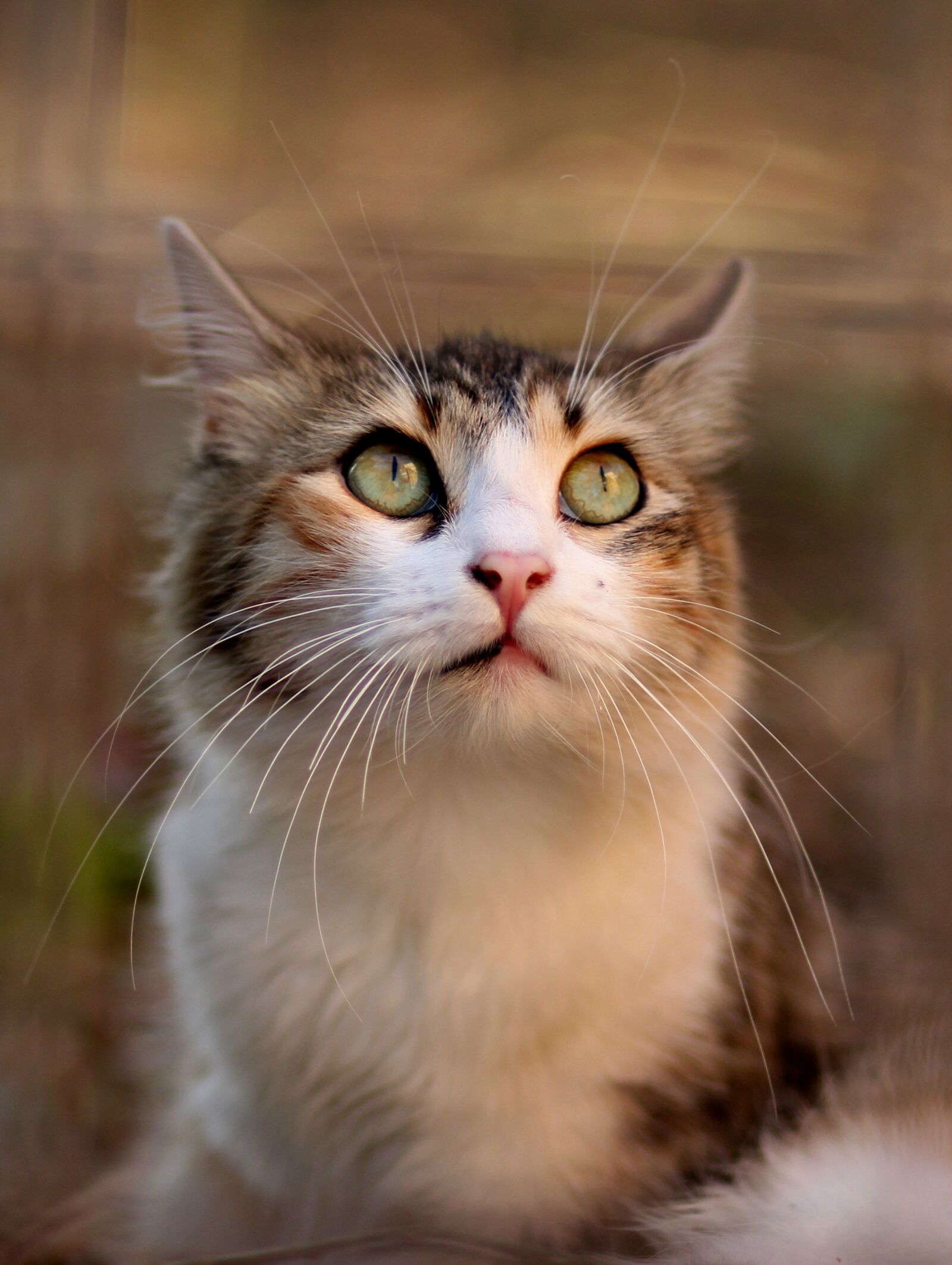 Canon EOS 700D (EOS Rebel T5i / EOS Kiss X7i) + Canon EF 85mm F1.8 USM sample photo. Cat, coloring, pet photography