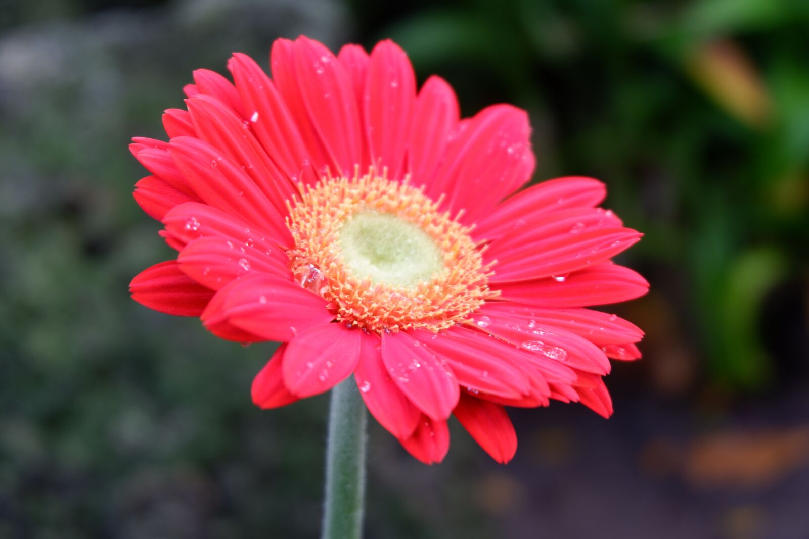 Fujifilm X-A3 + Fujifilm XC 16-50mm F3.5-5.6 OIS II sample photo. Nature, flower, flora photography