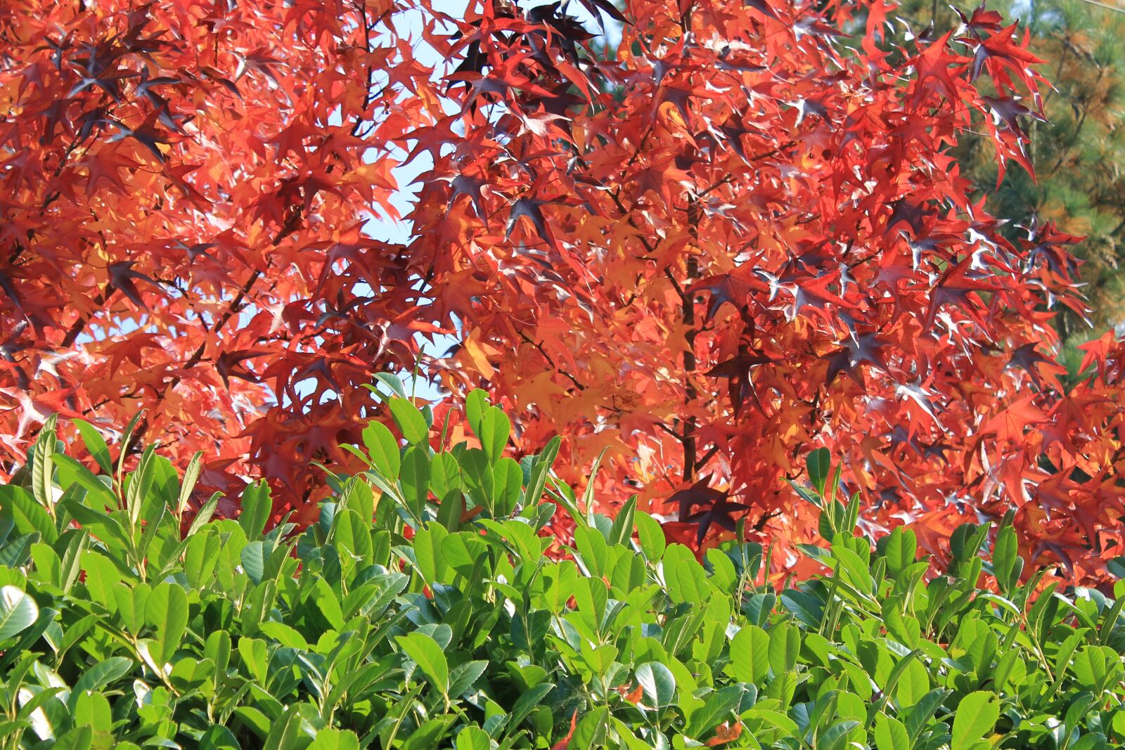 Canon EOS 1100D (EOS Rebel T3 / EOS Kiss X50) sample photo. Autumn, maple, red photography