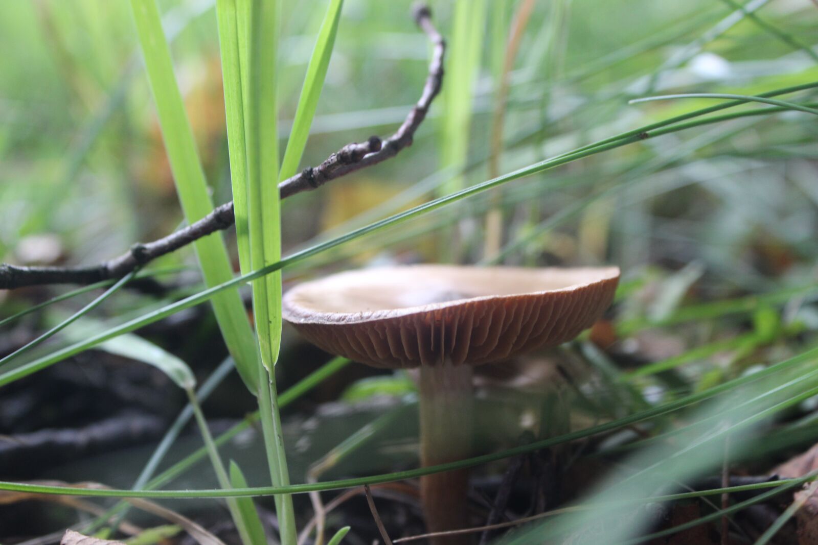 Canon EOS 600D (Rebel EOS T3i / EOS Kiss X5) sample photo. Mushroom, nature, natural photography