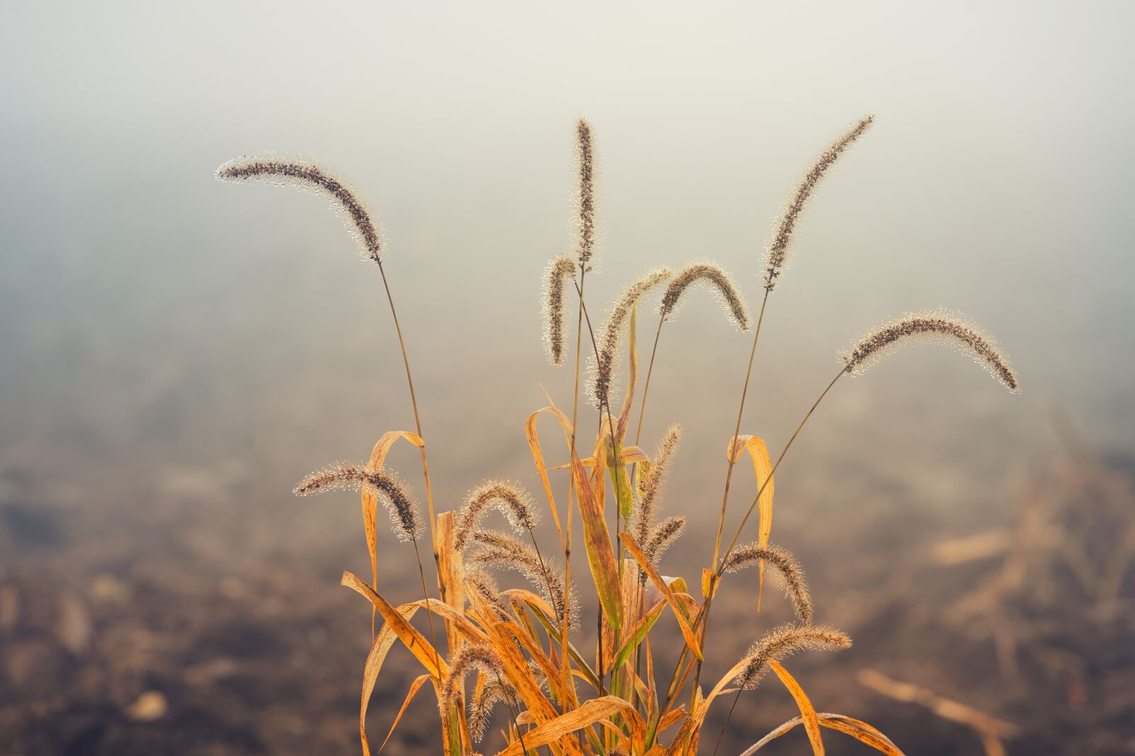 Sony a7 II + DT 70-200mm F4 SAM sample photo. Grass, field, arable photography