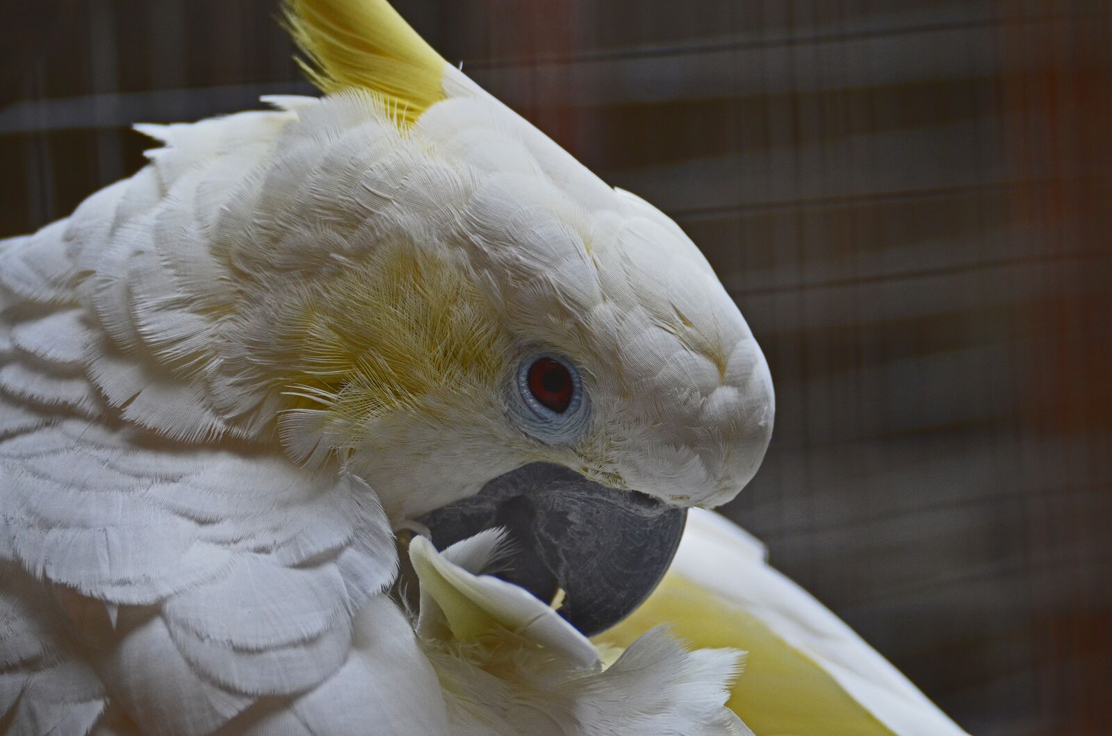 Nikon D5100 sample photo. Parrot, colorful, weis photography
